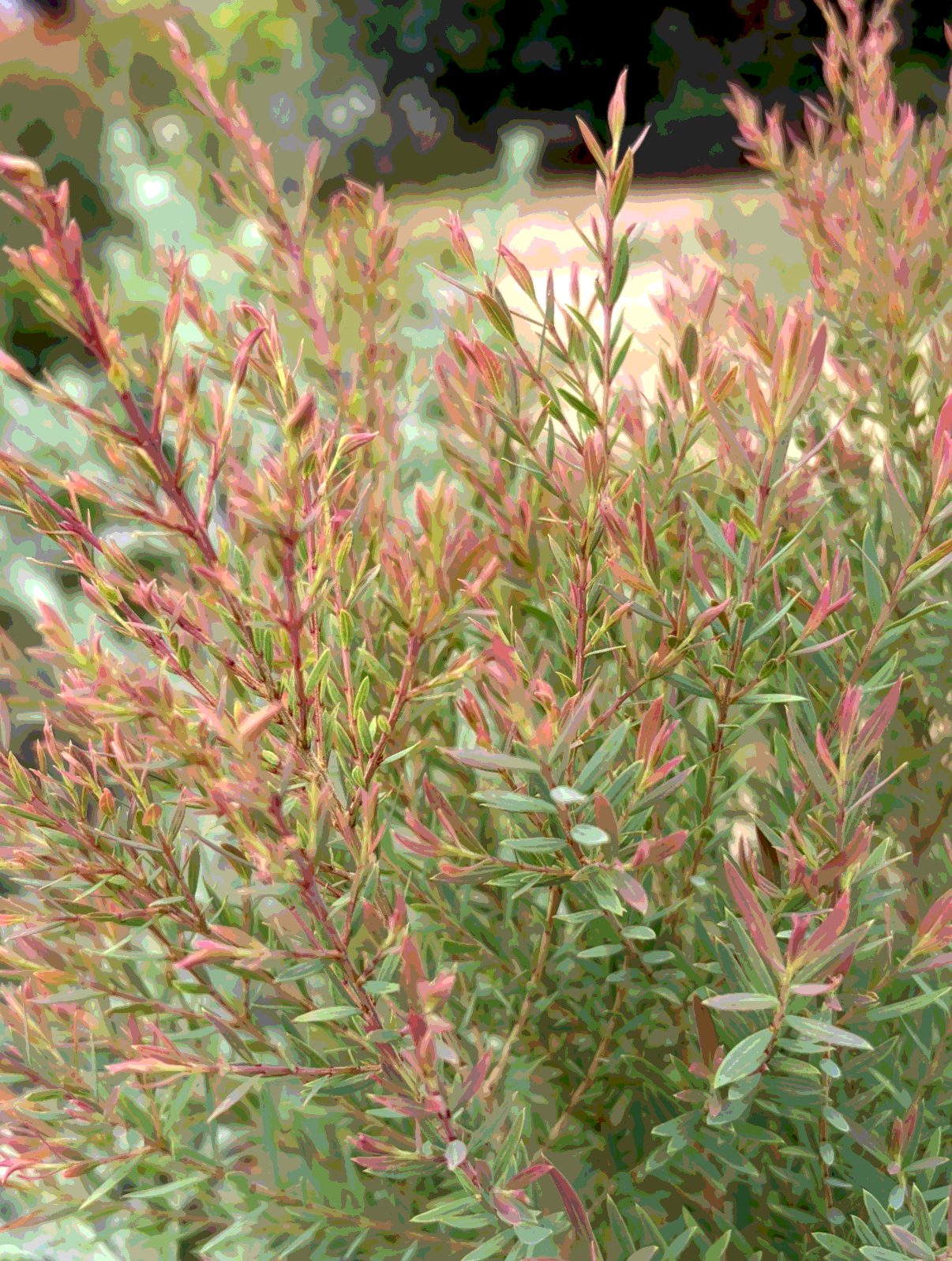 Ellwood pine