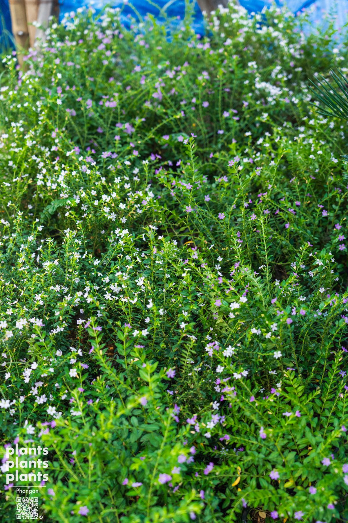 False Heather