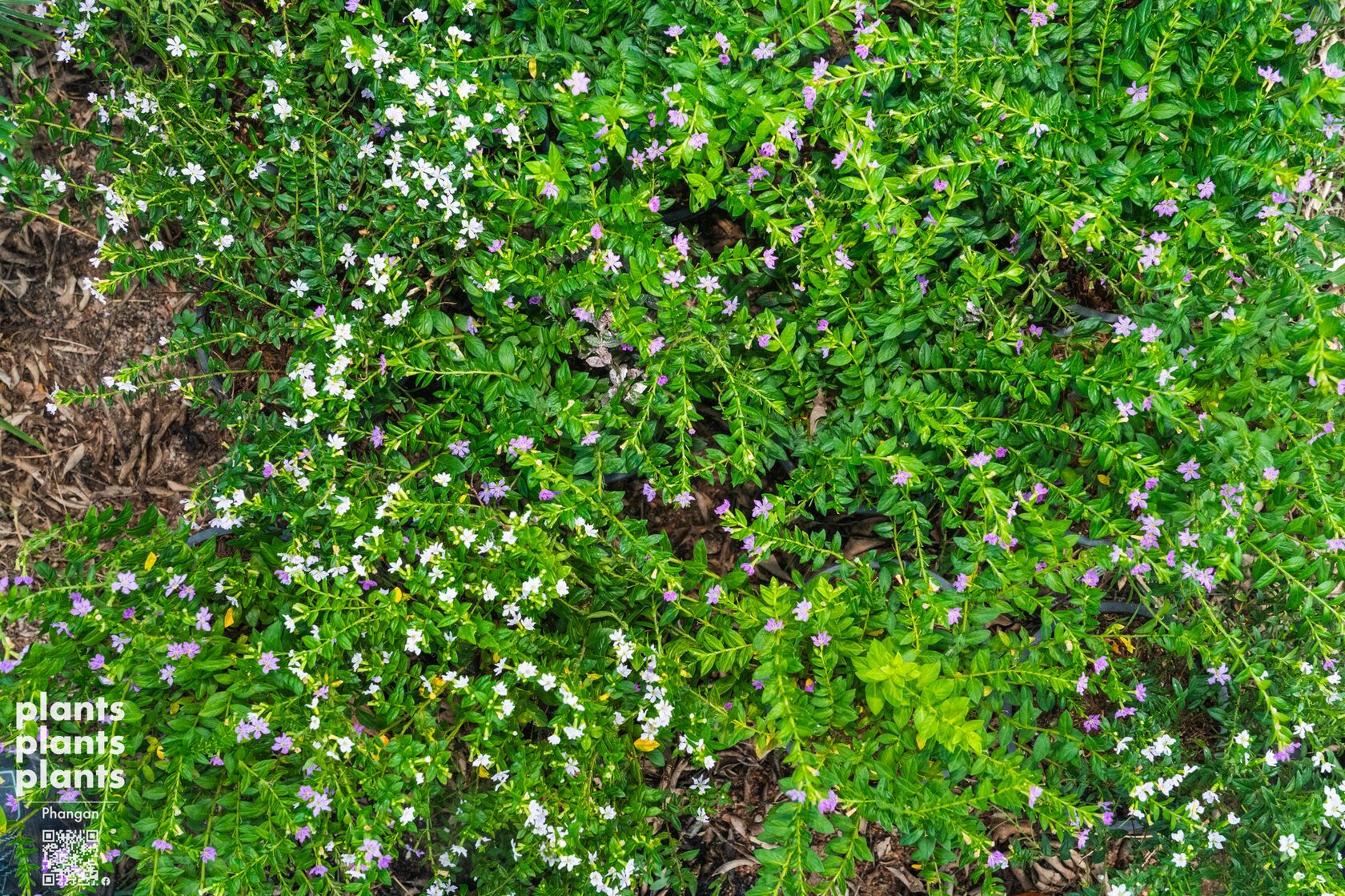 False Heather