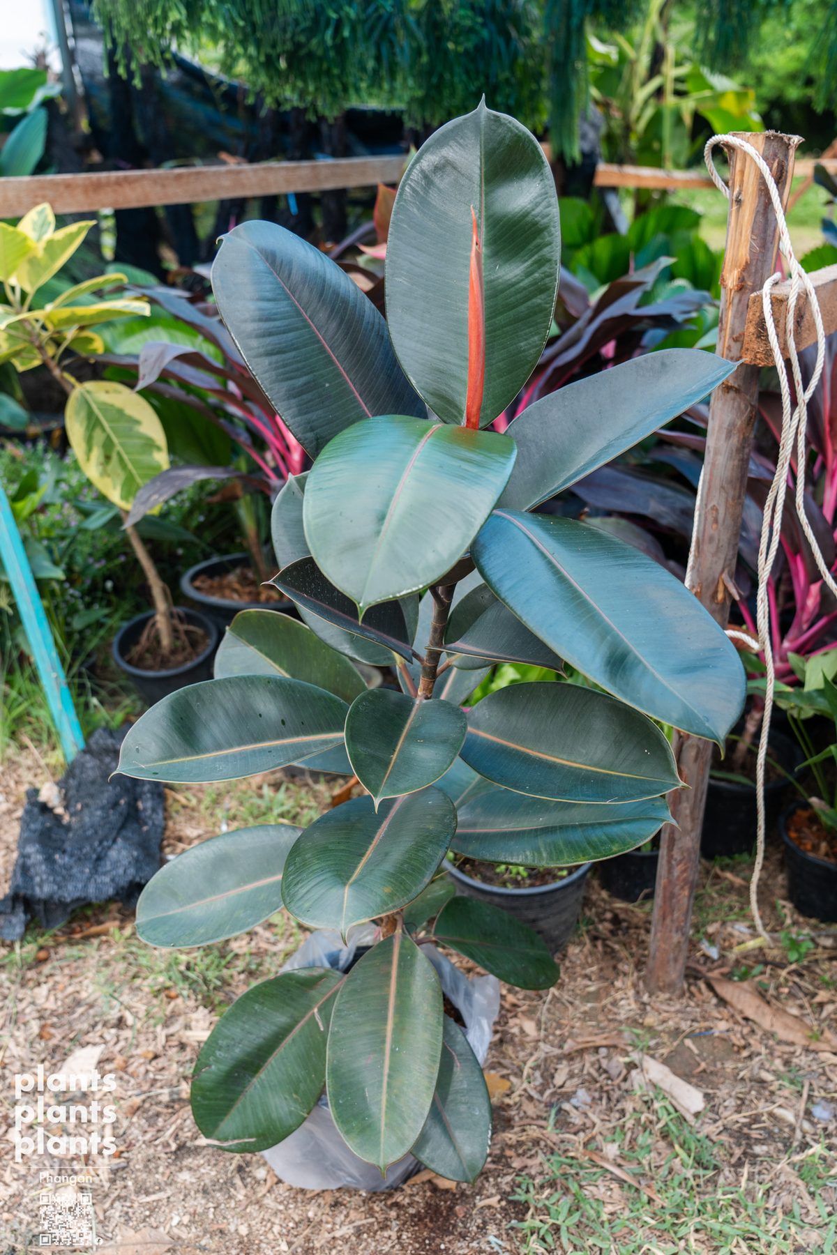 Ficus Elastica
