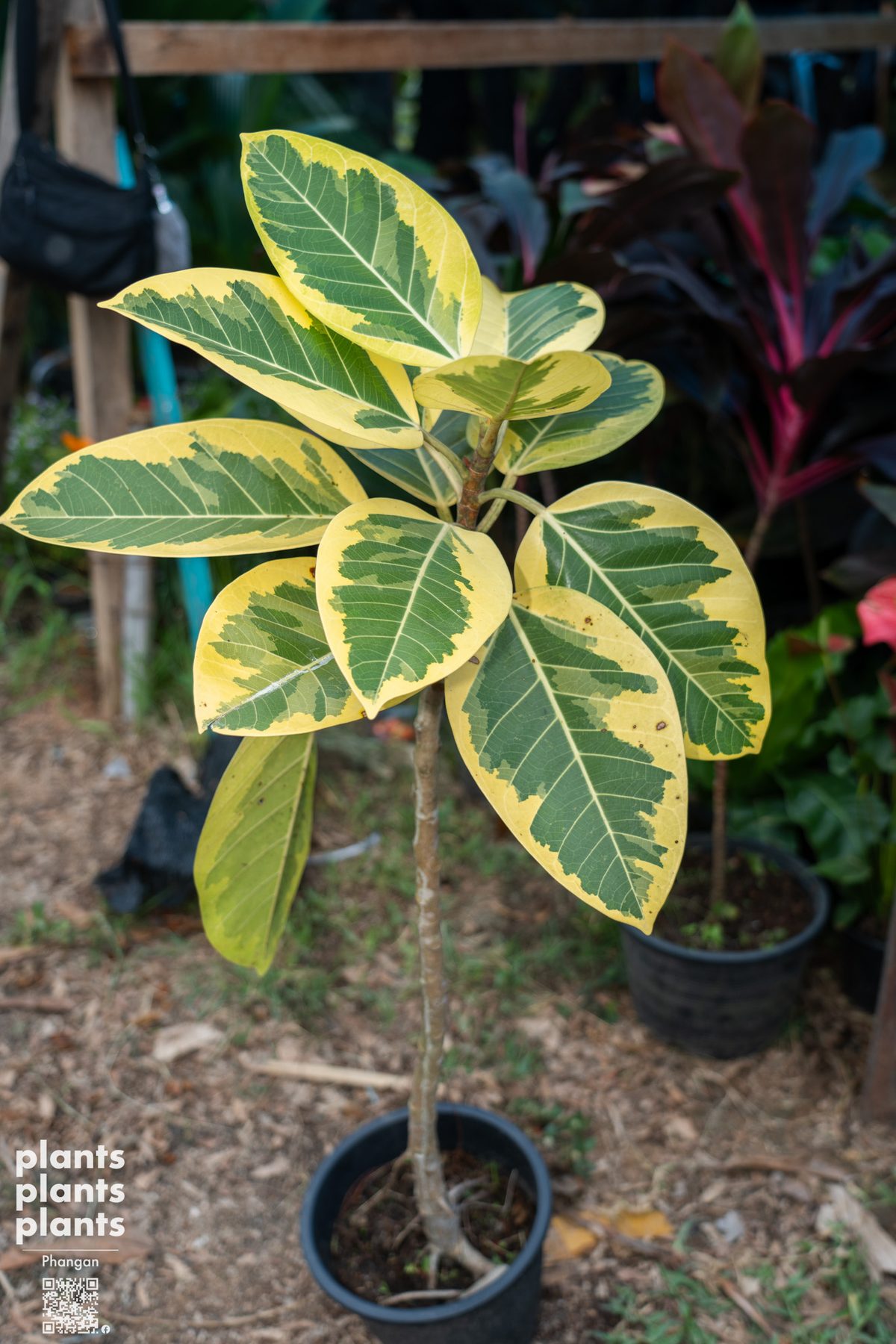 Ficus Elastica