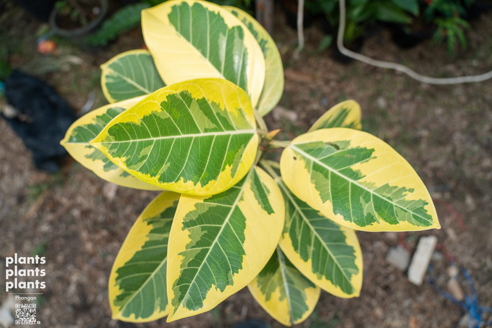 Ficus Elastica