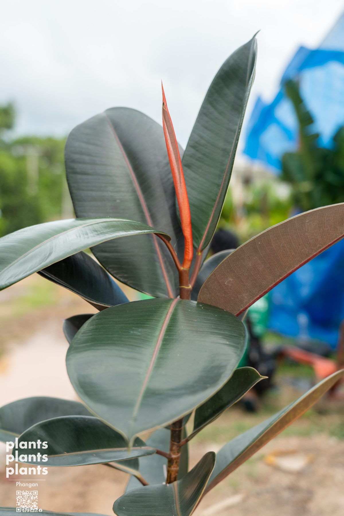 Ficus Elastica