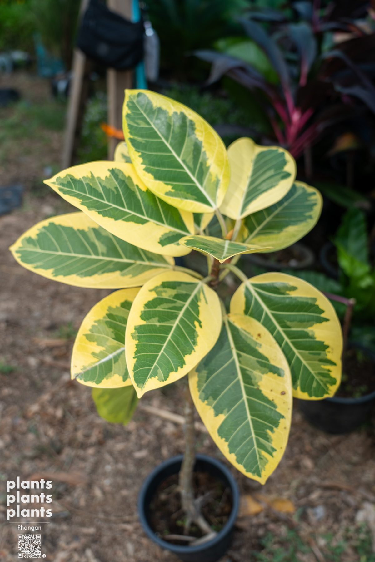 Ficus Elastica