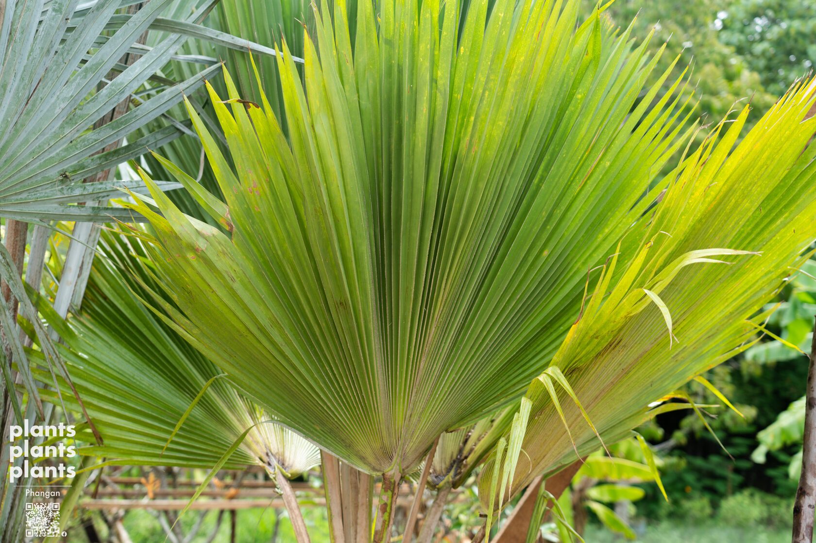 Fiji Fan Palm