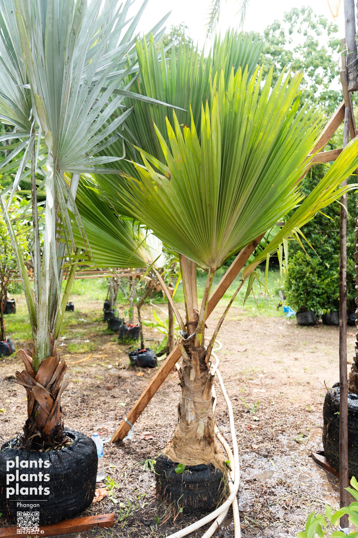 Fiji Fan Palm