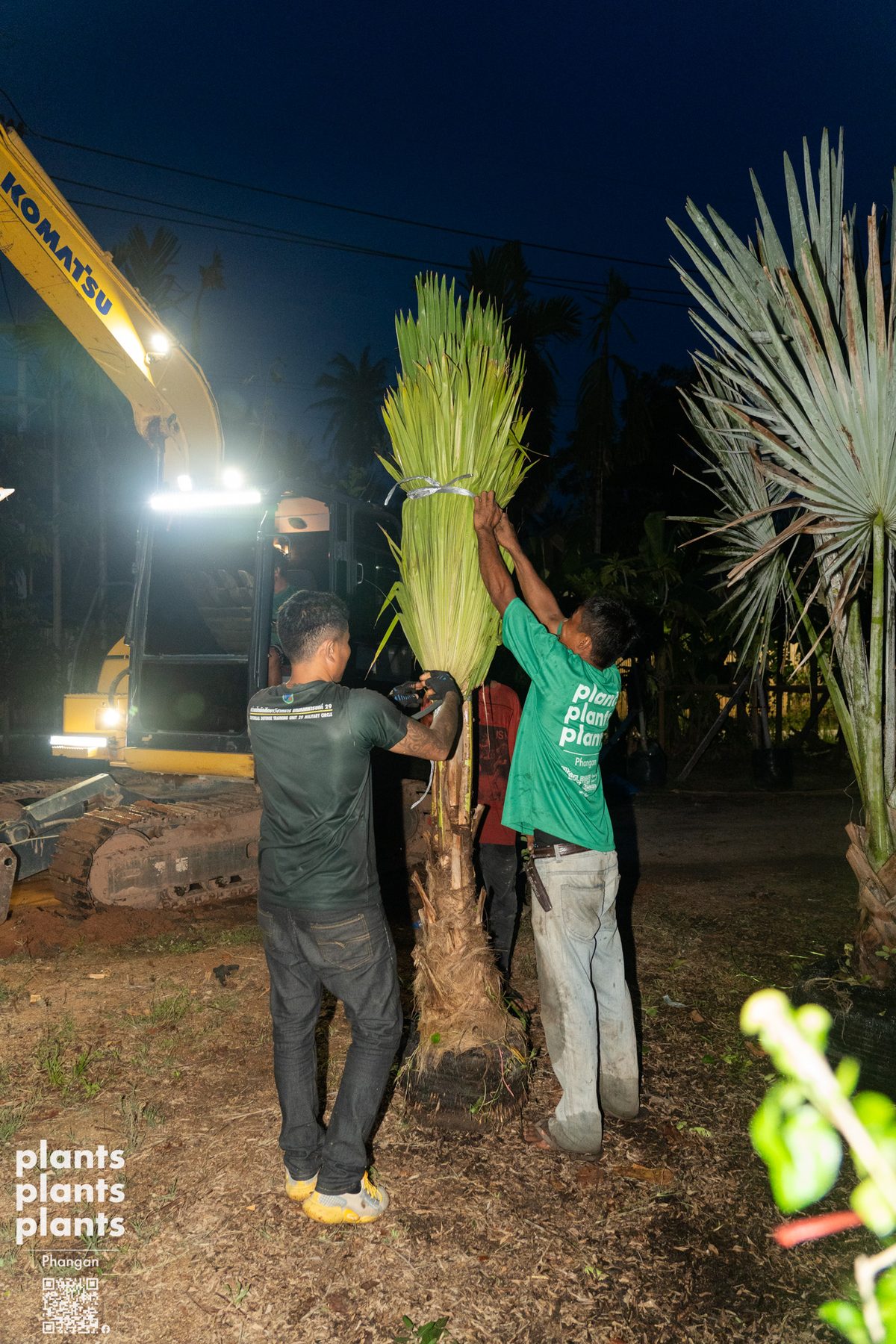 Fiji Fan Palm
