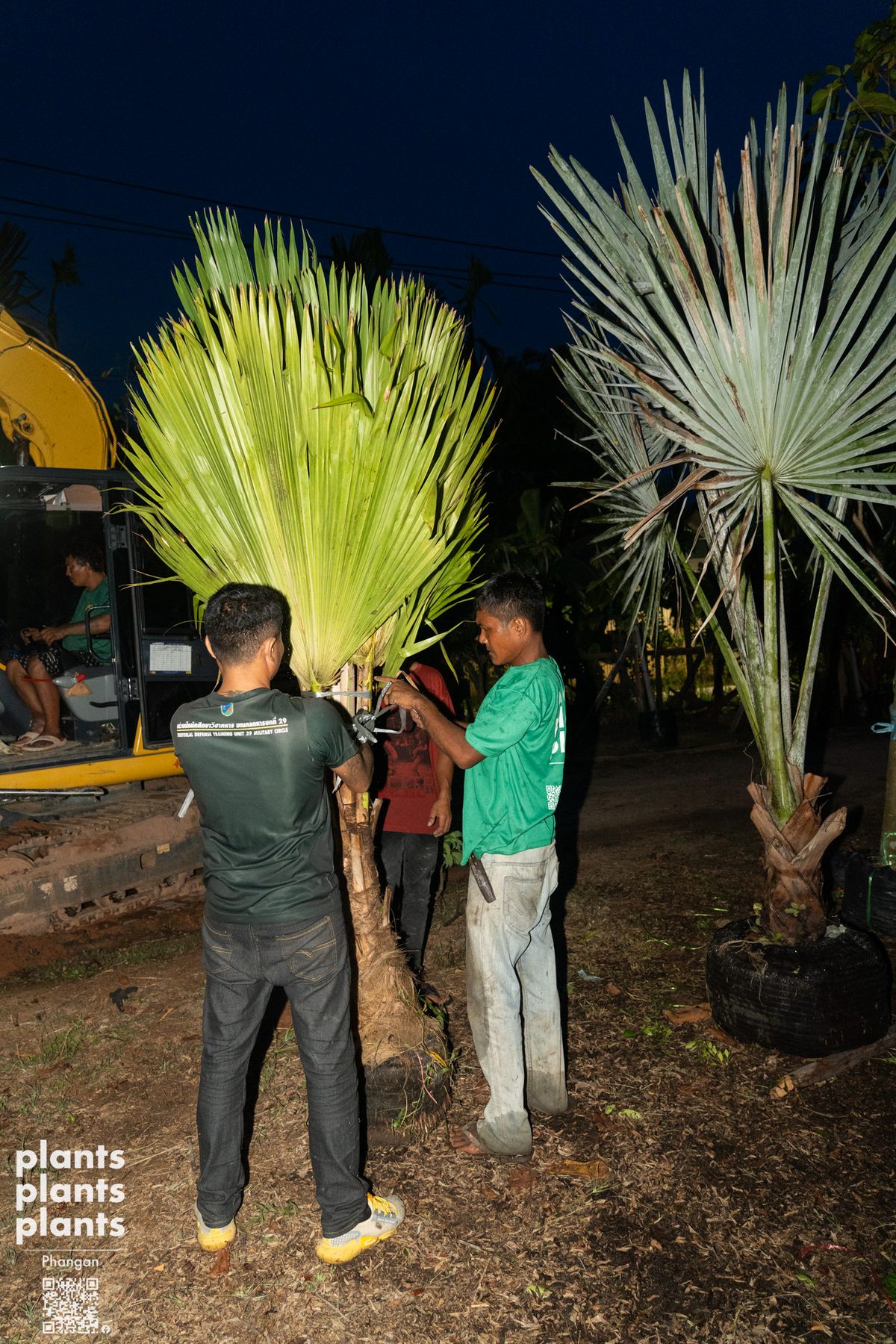 Fiji Fan Palm