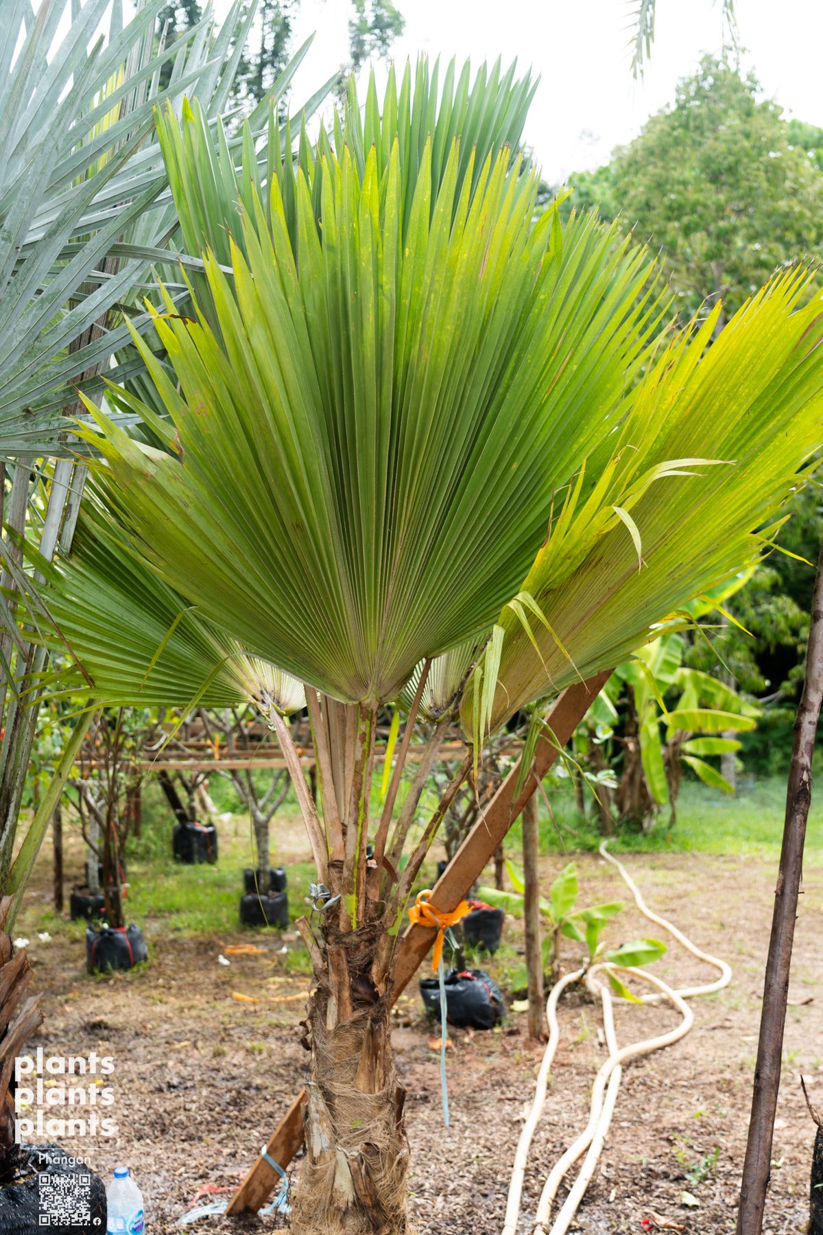 Fiji Fan Palm
