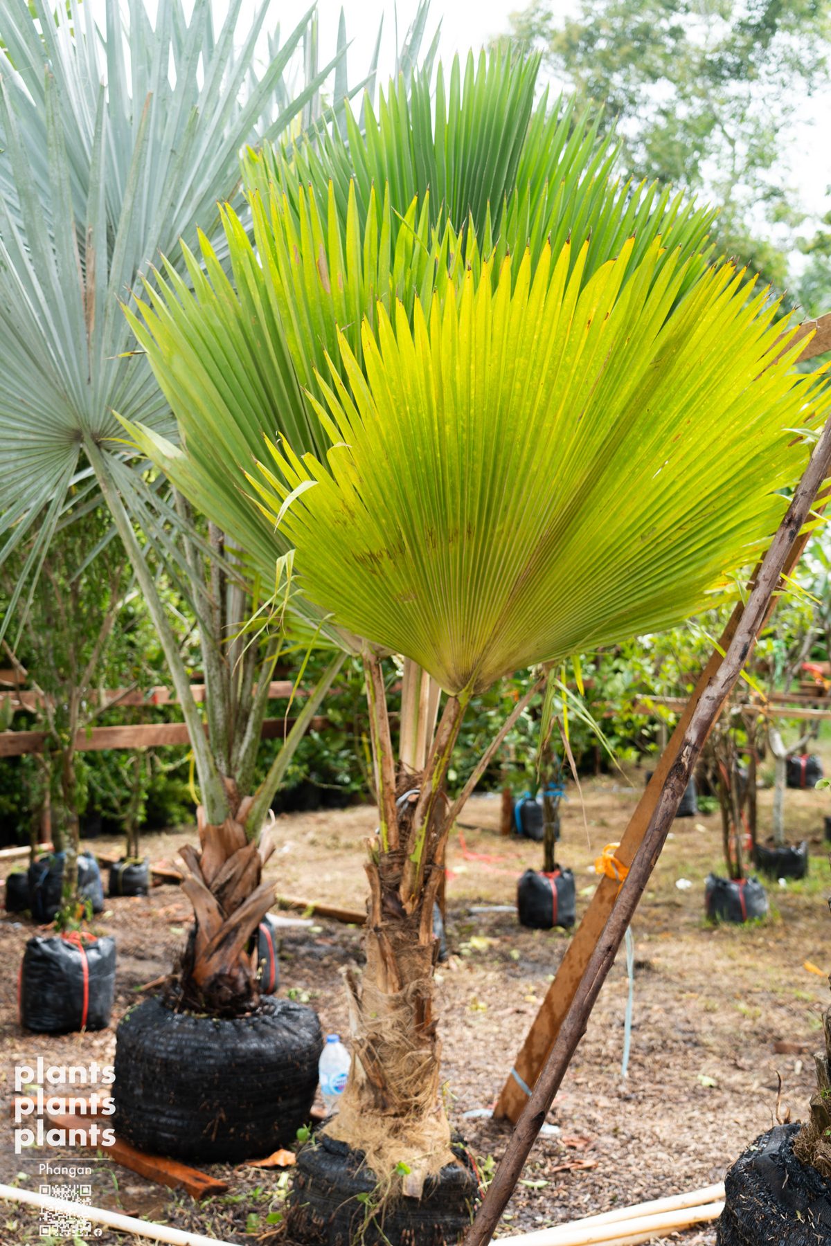 Fiji Fan Palm