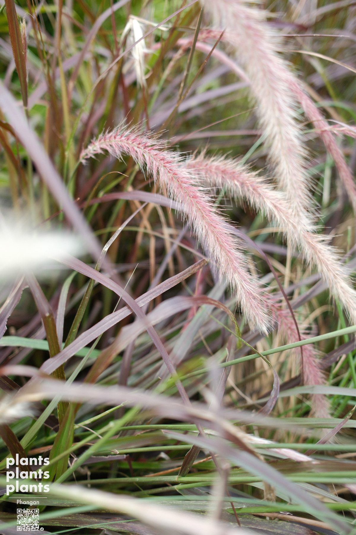 Fountain Grass small