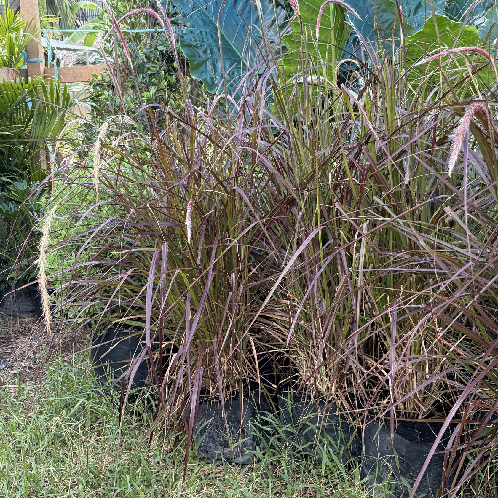 Fountain Grass small