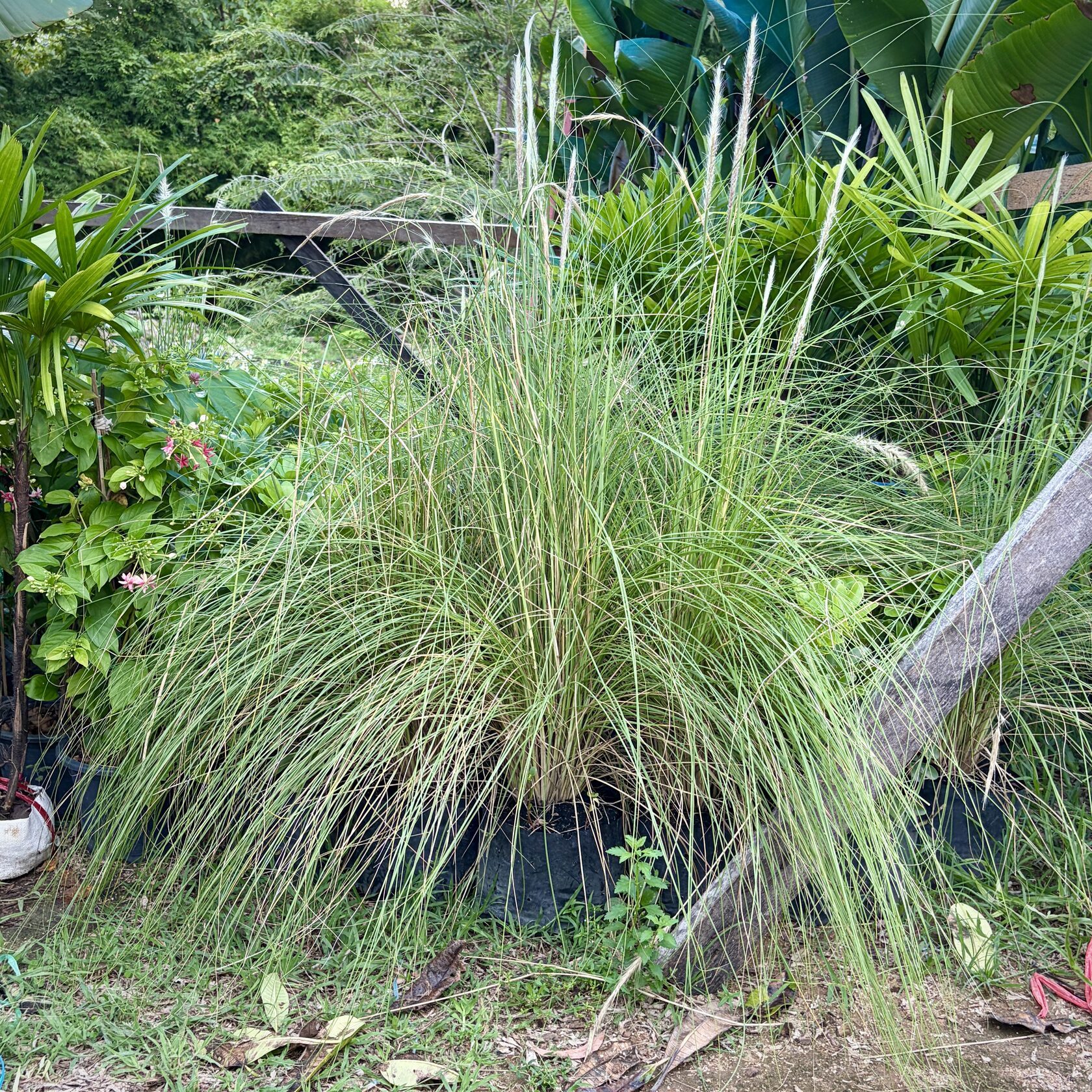 Fountain Grass small