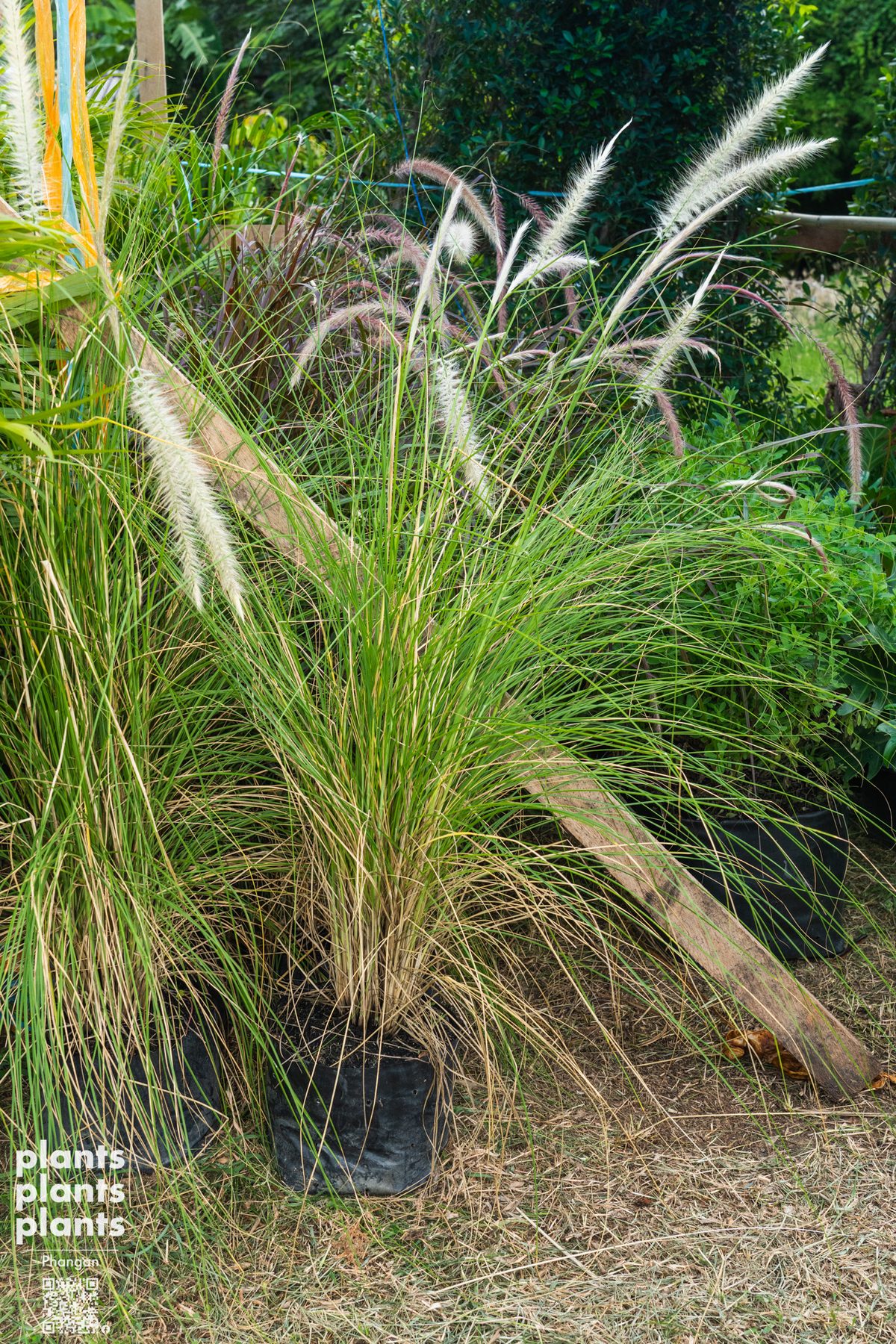 Fountain Grass small