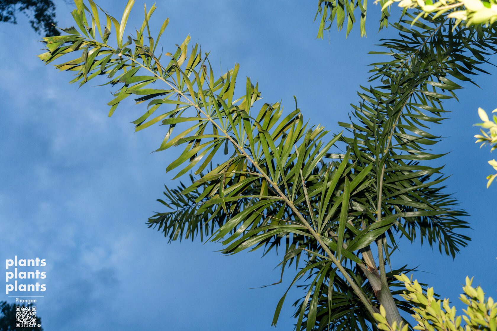 Foxtail