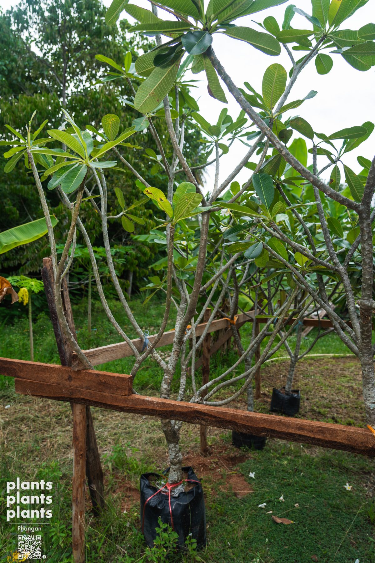 Frangipani