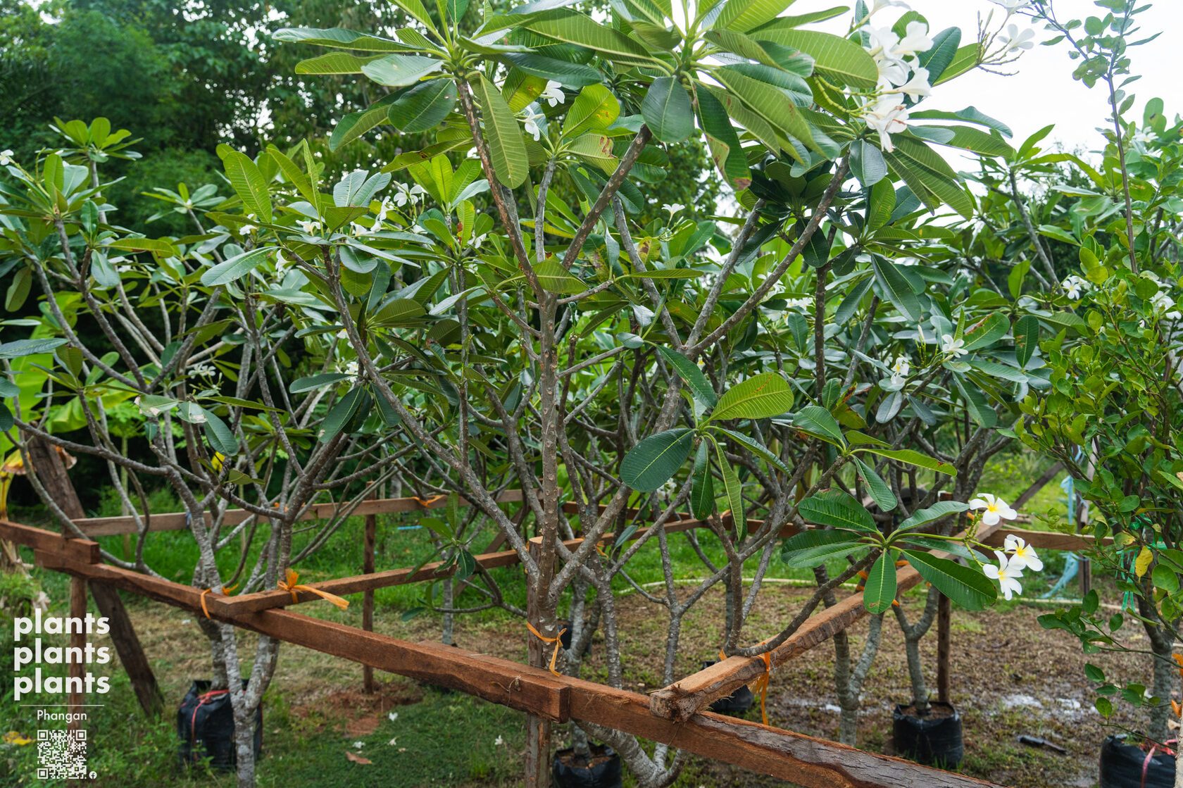 Frangipani