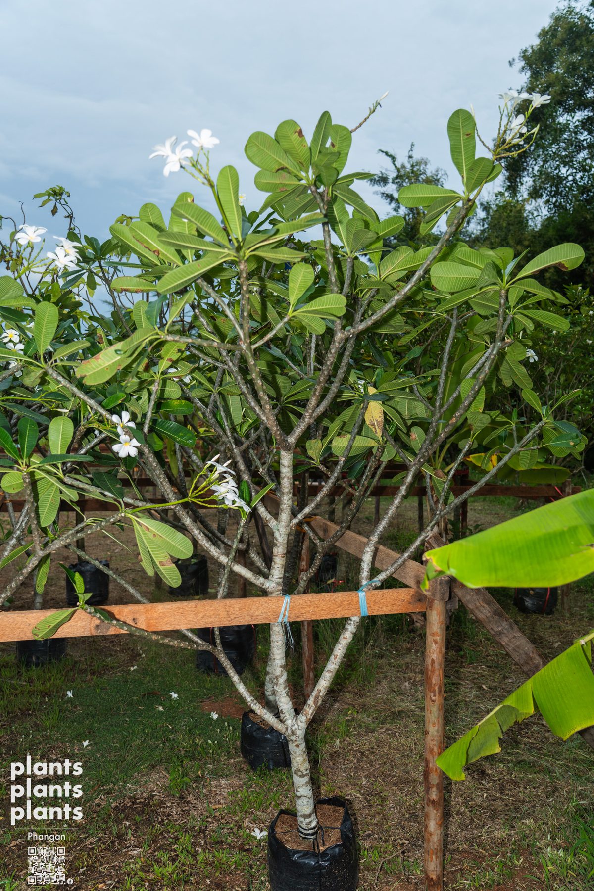 Frangipani