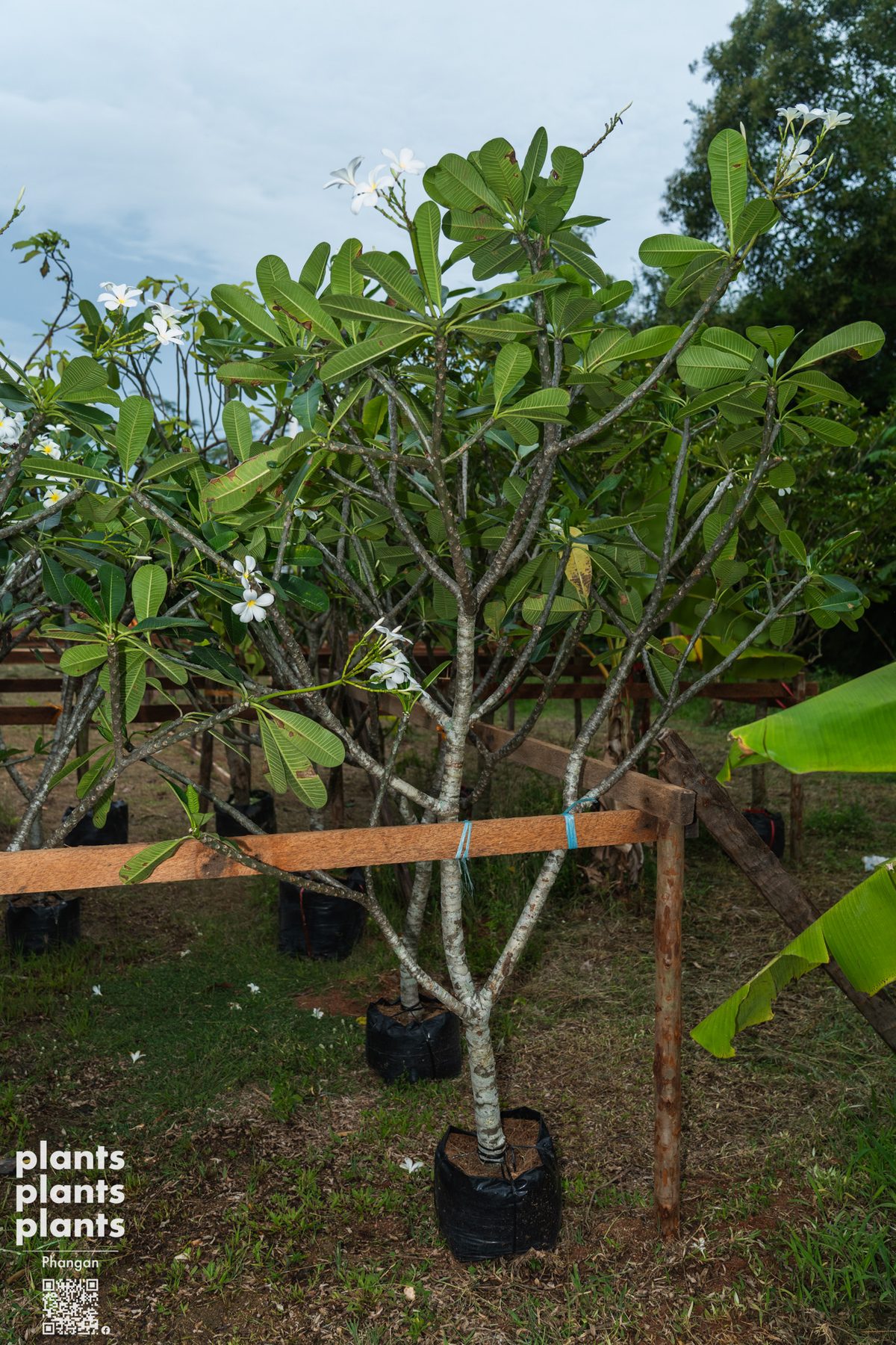 Frangipani