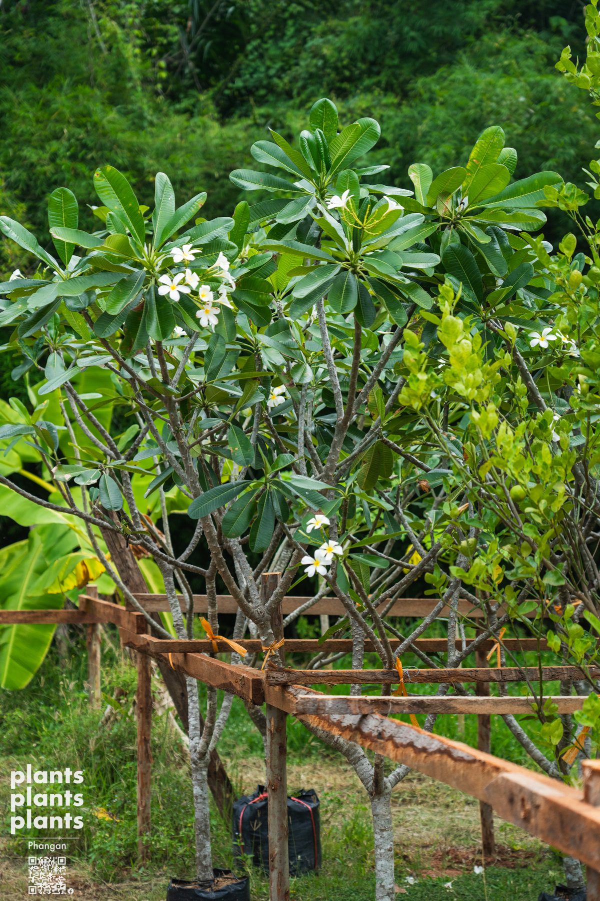 Frangipani