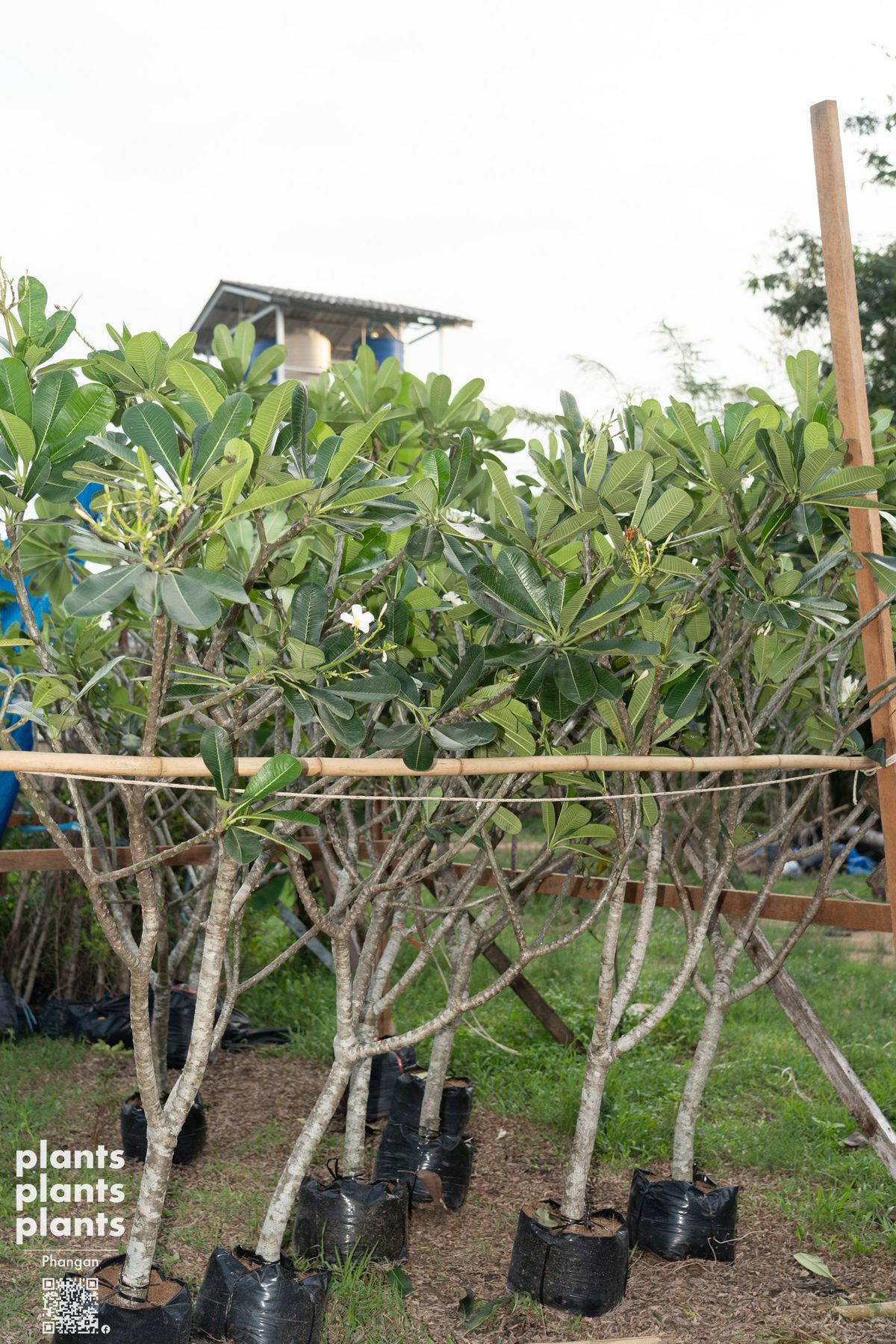 Frangipani