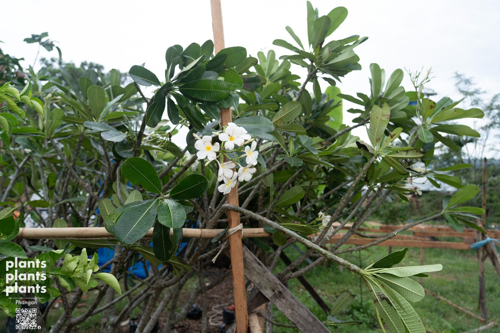 Frangipani