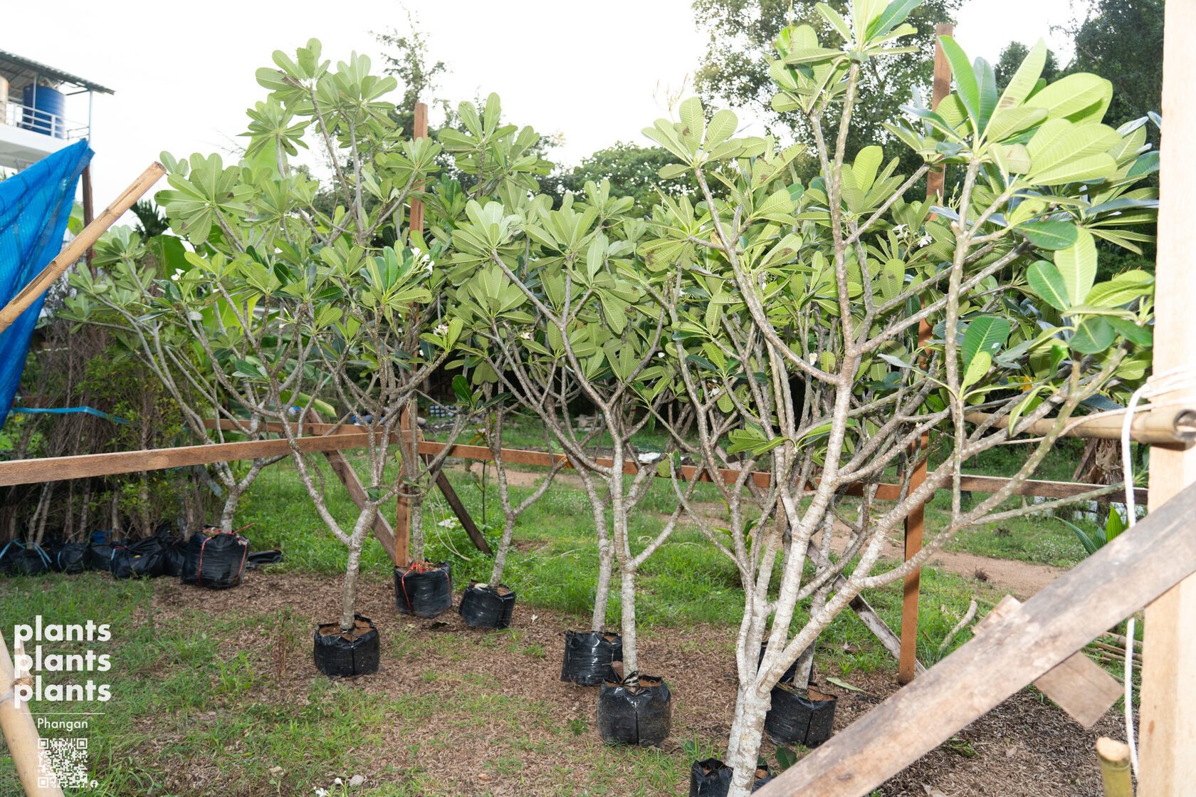 Frangipani