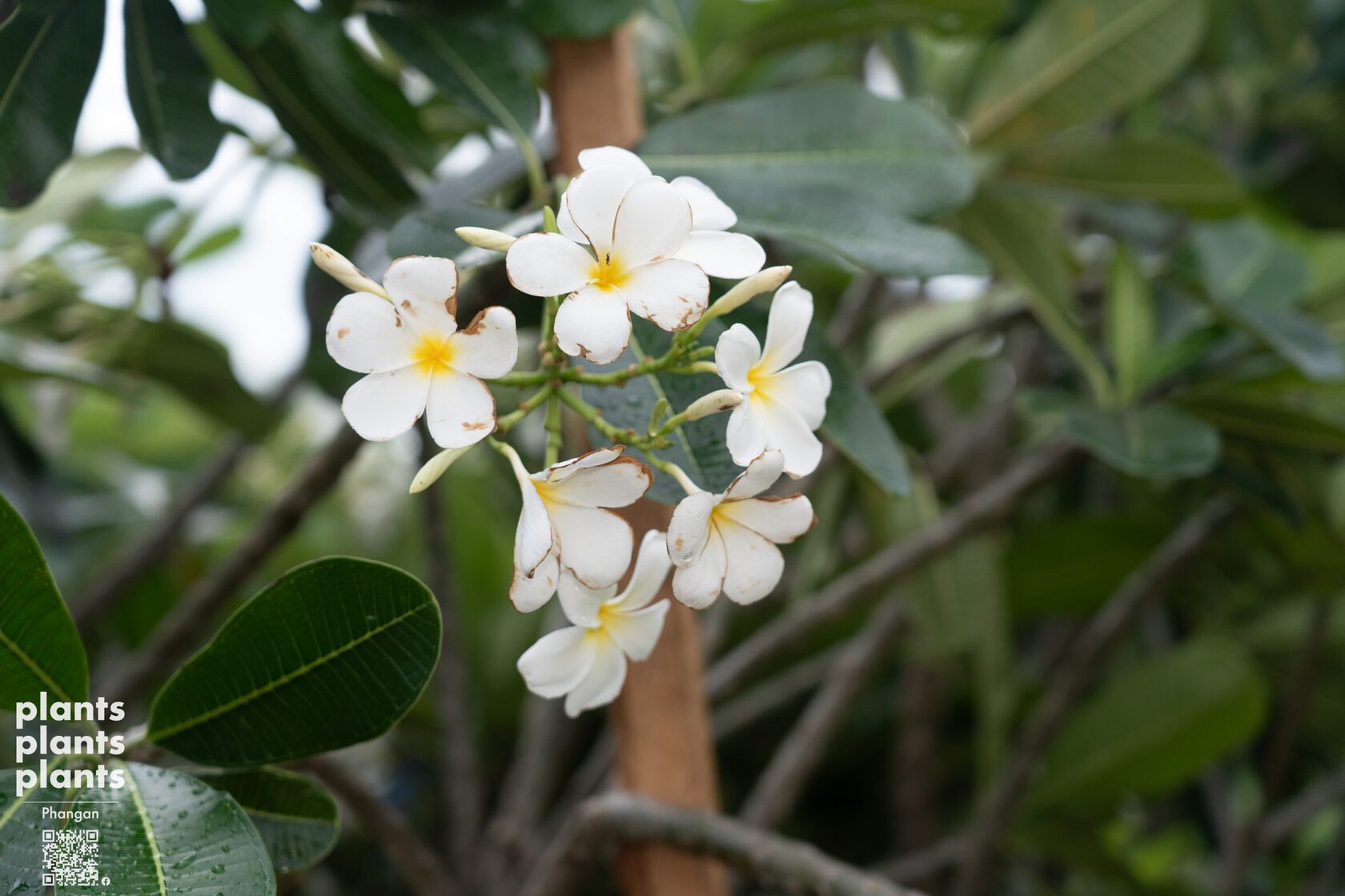 Frangipani