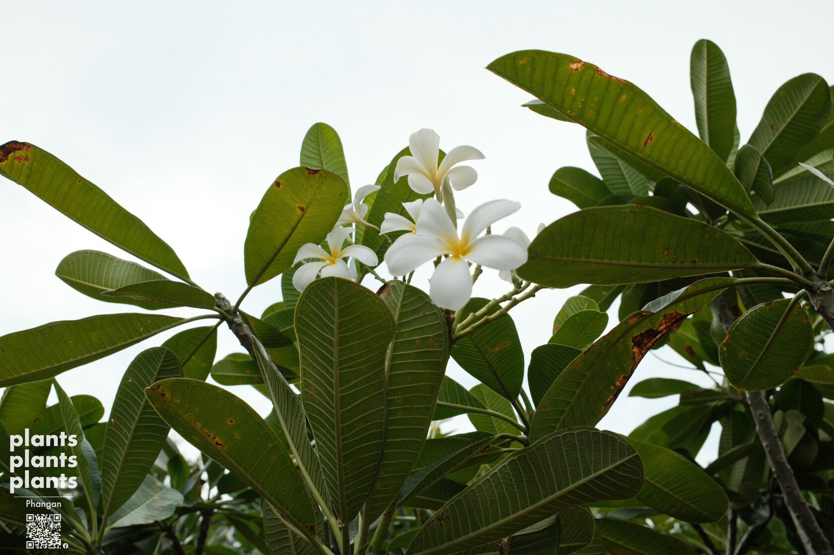 Frangipani