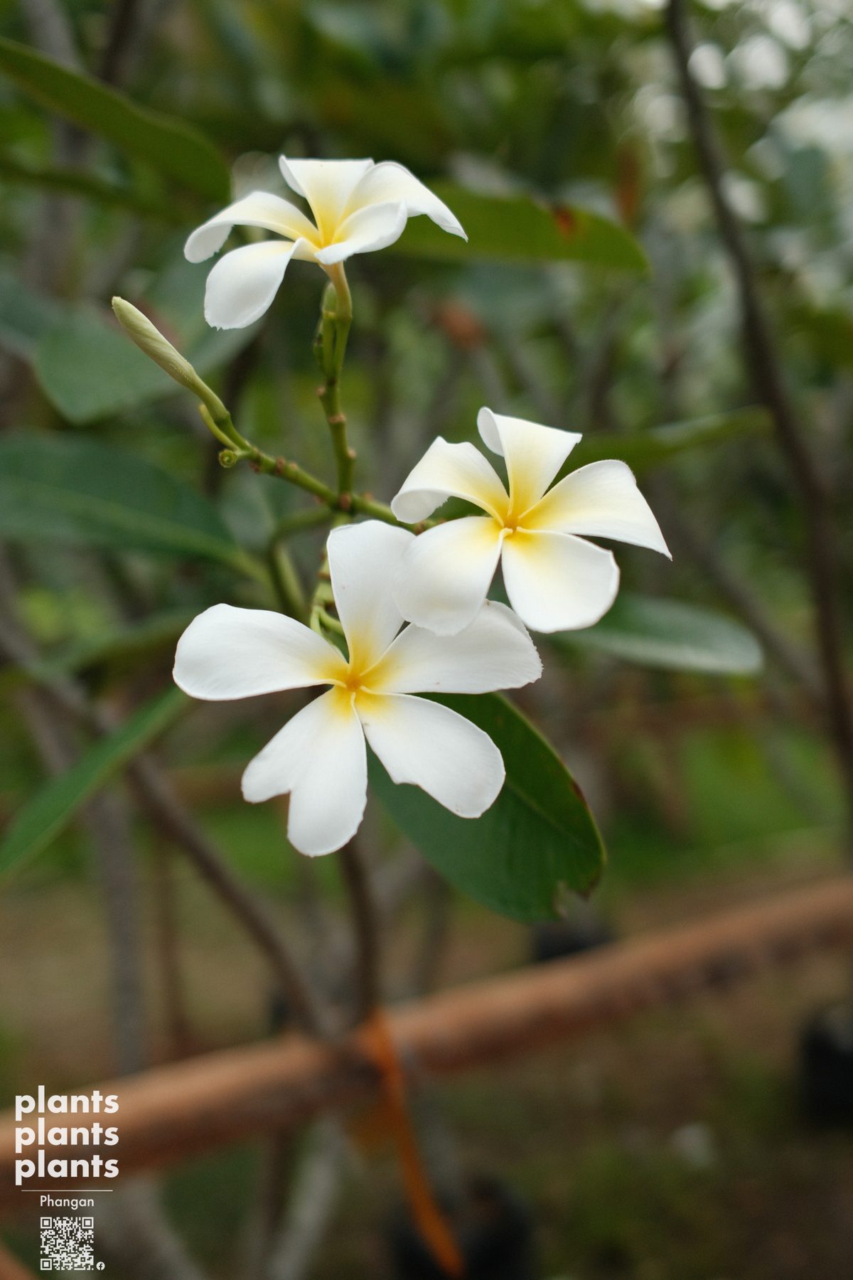 Frangipani