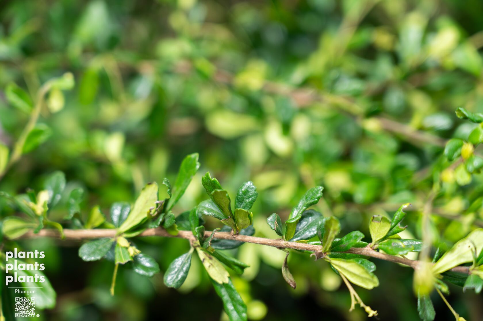 Fukien Tea tree 50cm