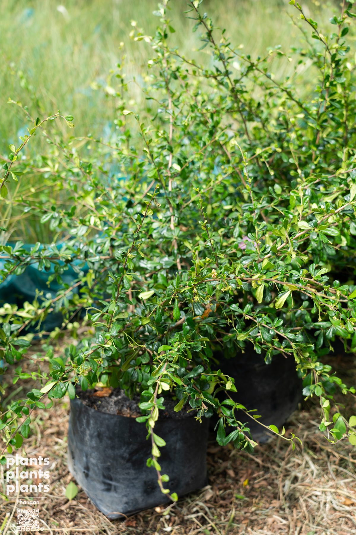 Fukien Tea tree 50cm