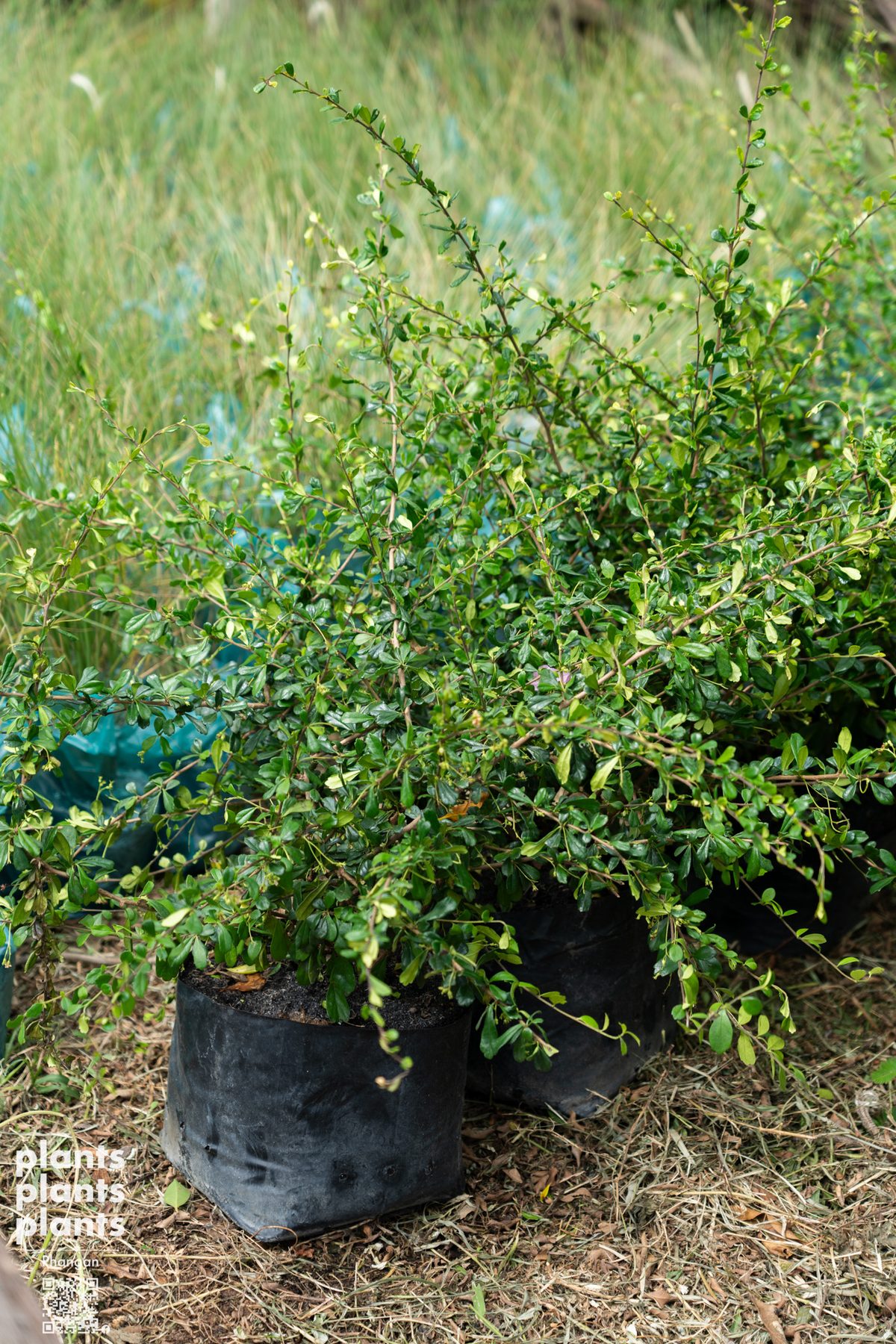 Fukien Tea tree 50cm