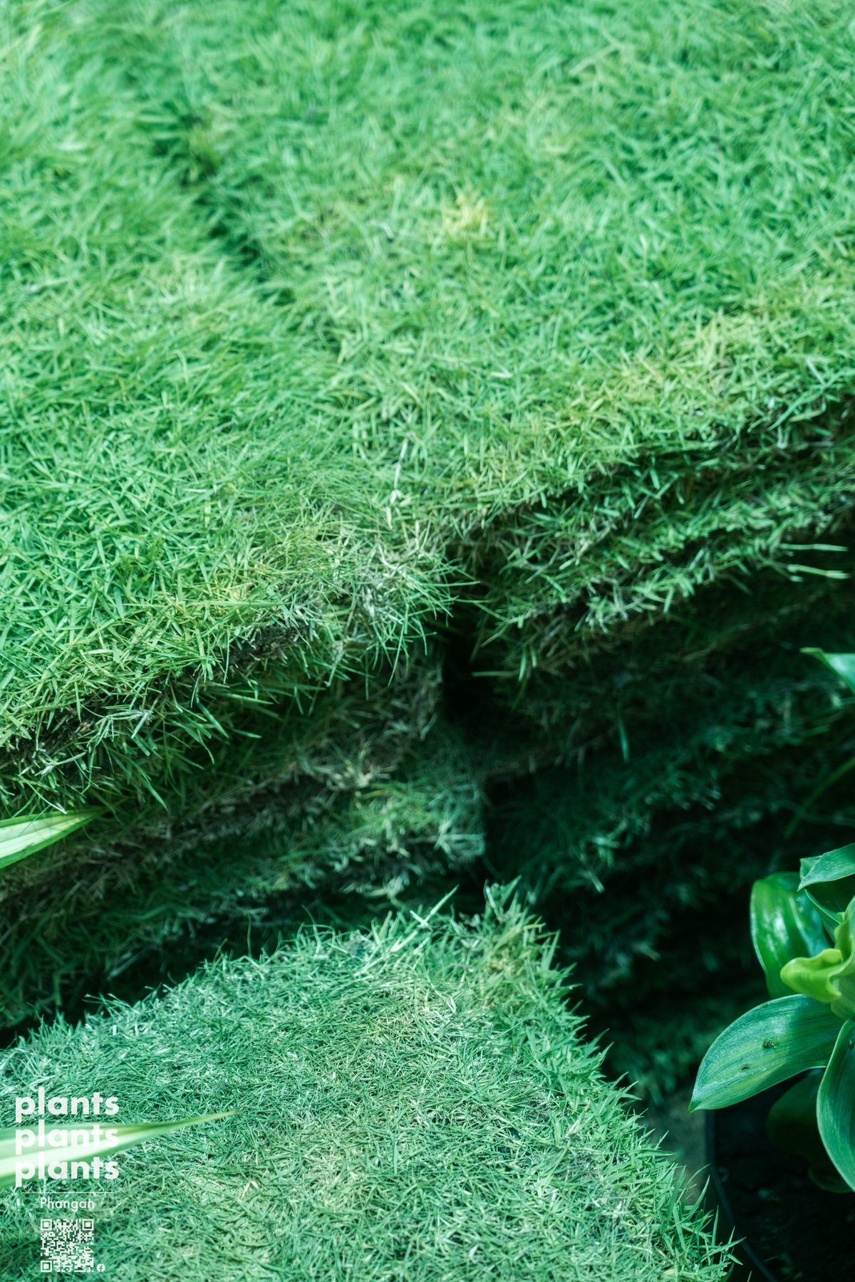 Grass sq.m