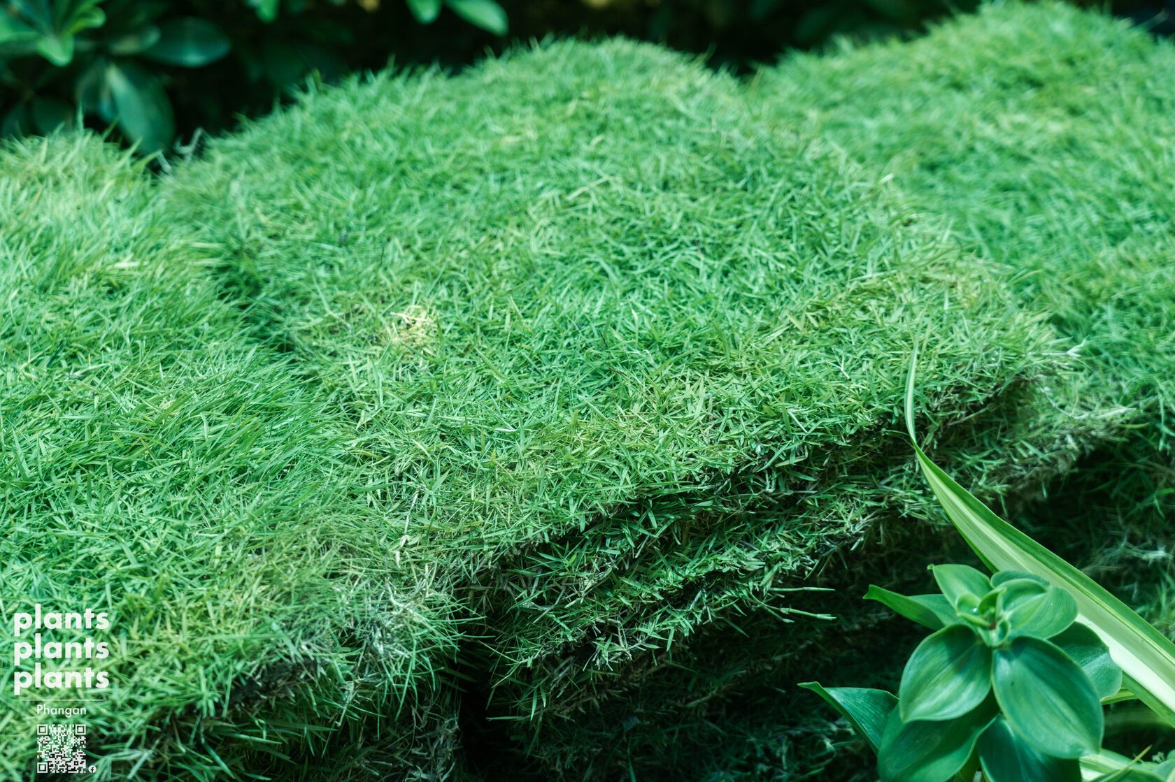 Grass sq.m
