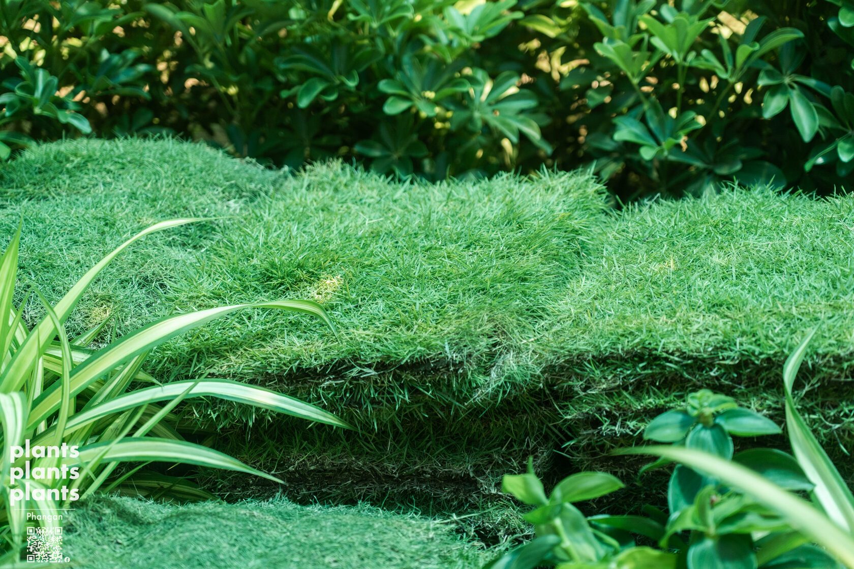 Grass sq.m