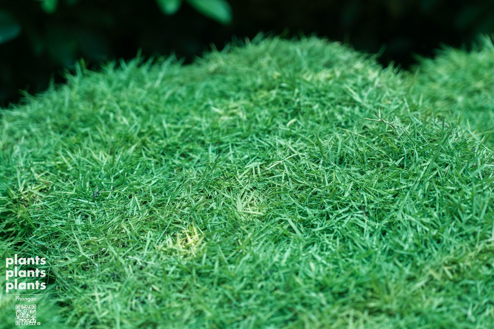 Grass sq.m