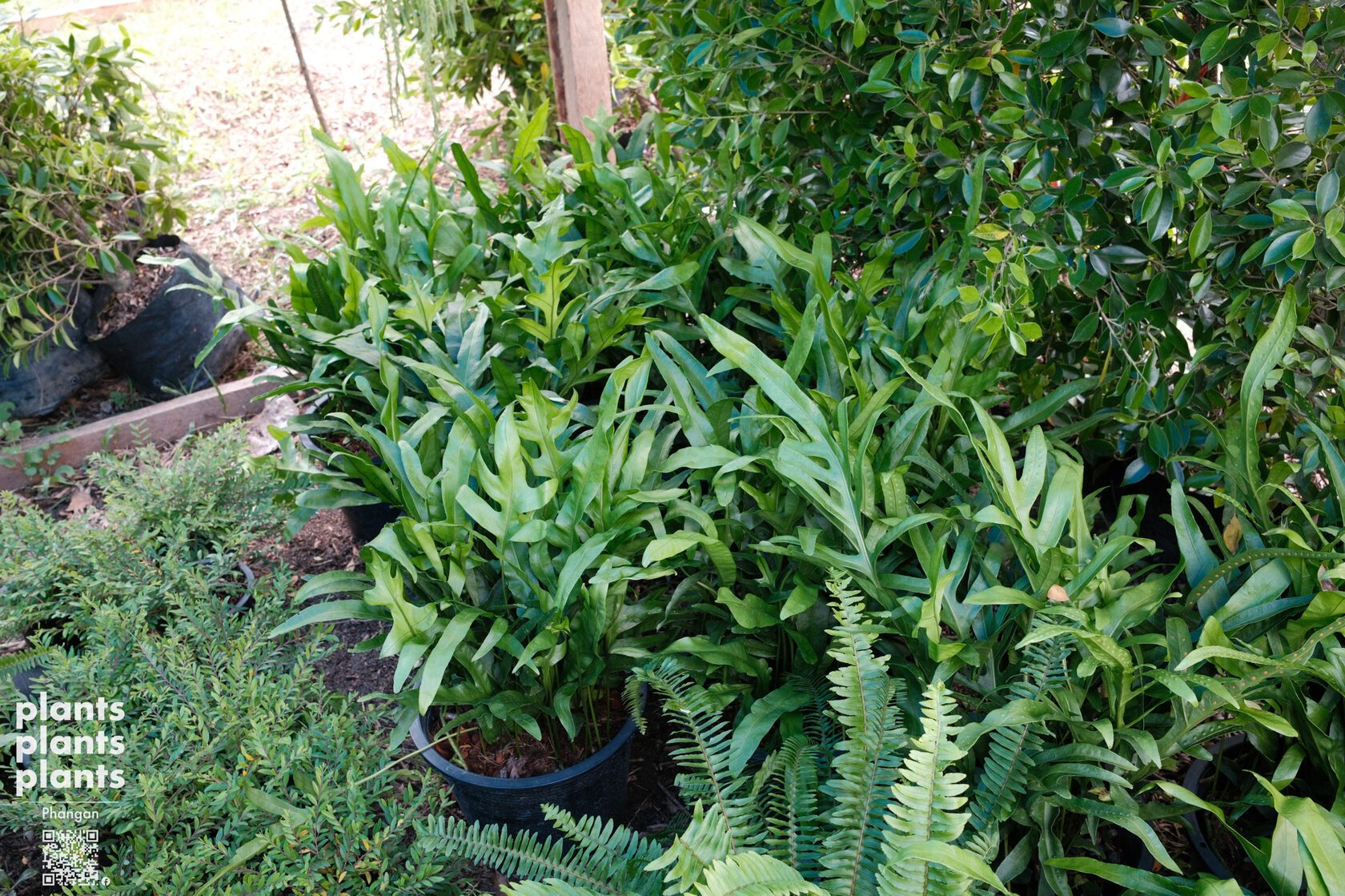 Hawaiian fern