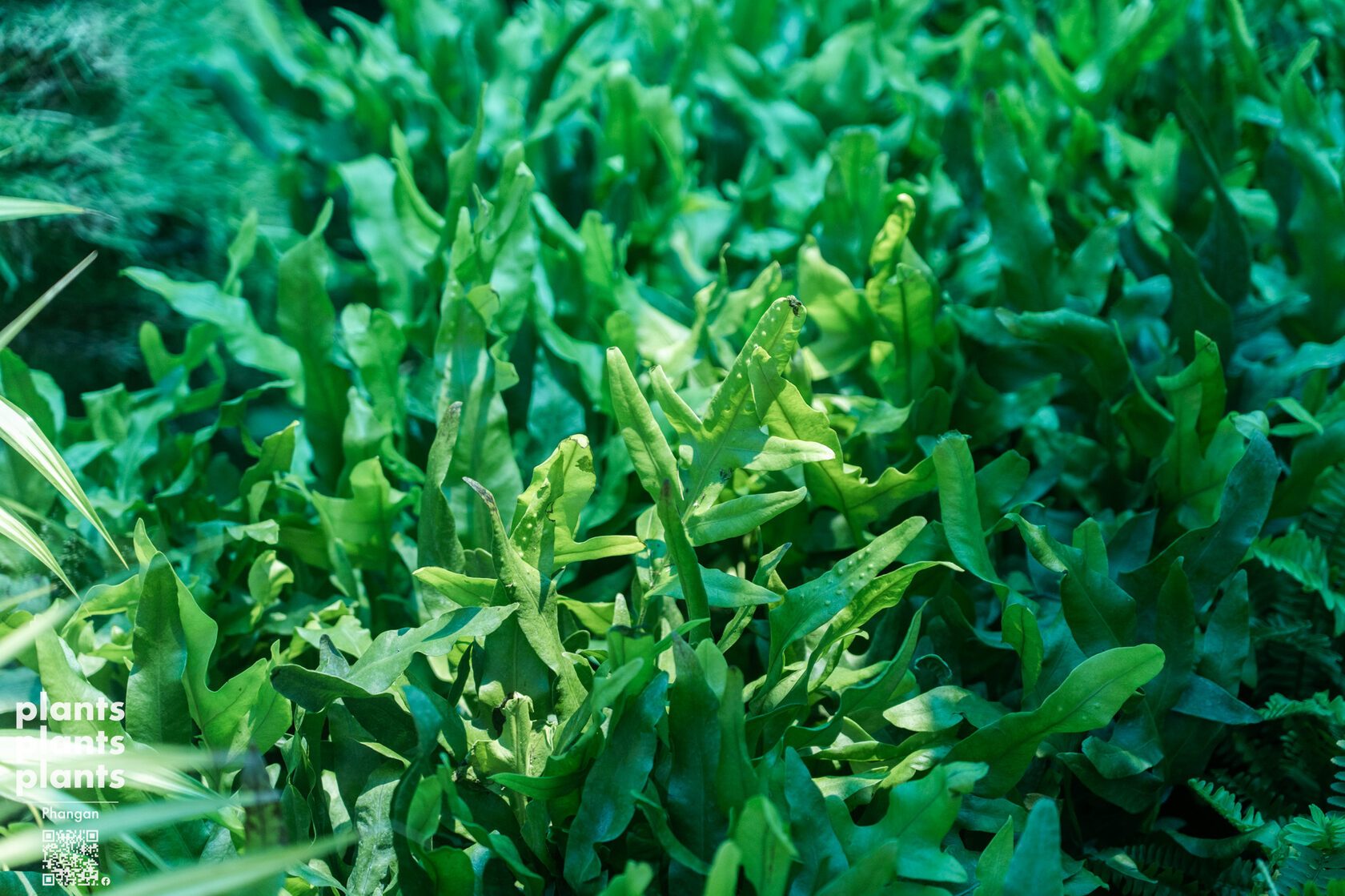 Hawaiian fern