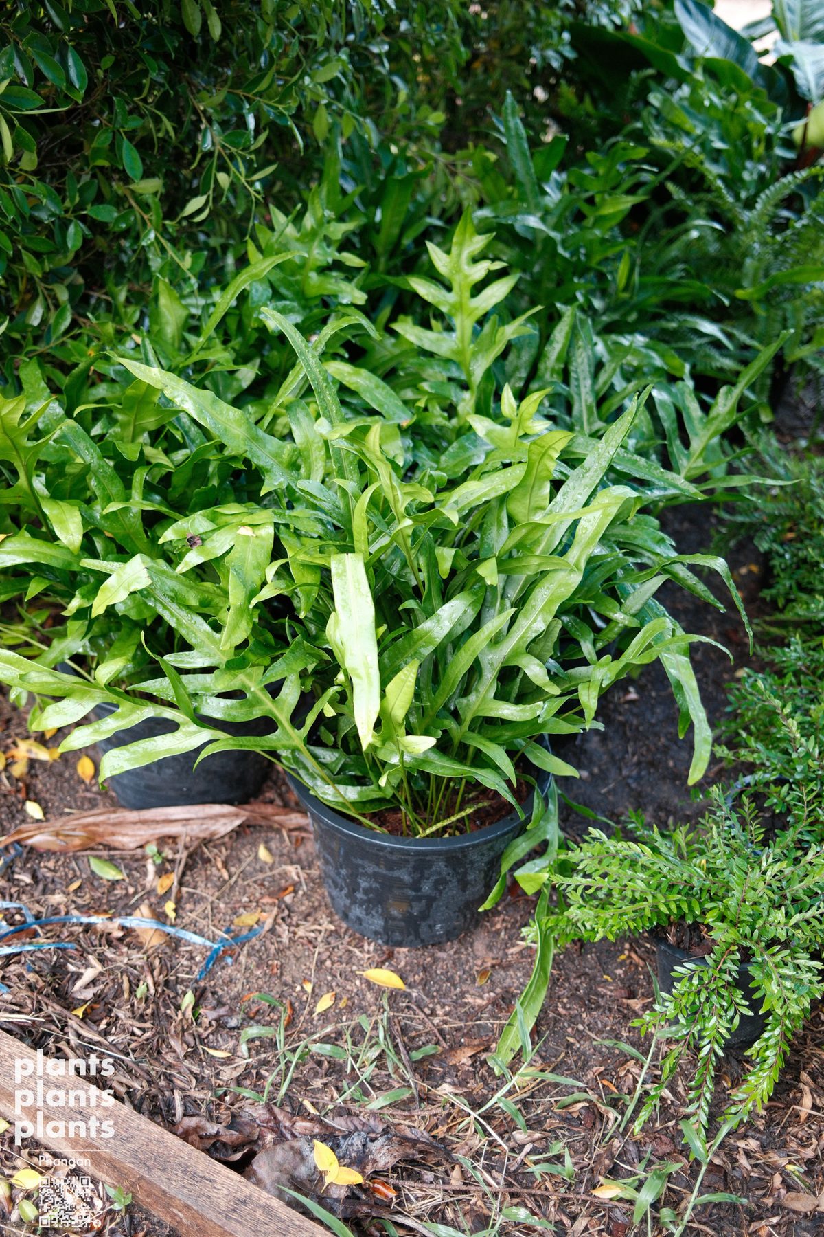 Hawaiian fern