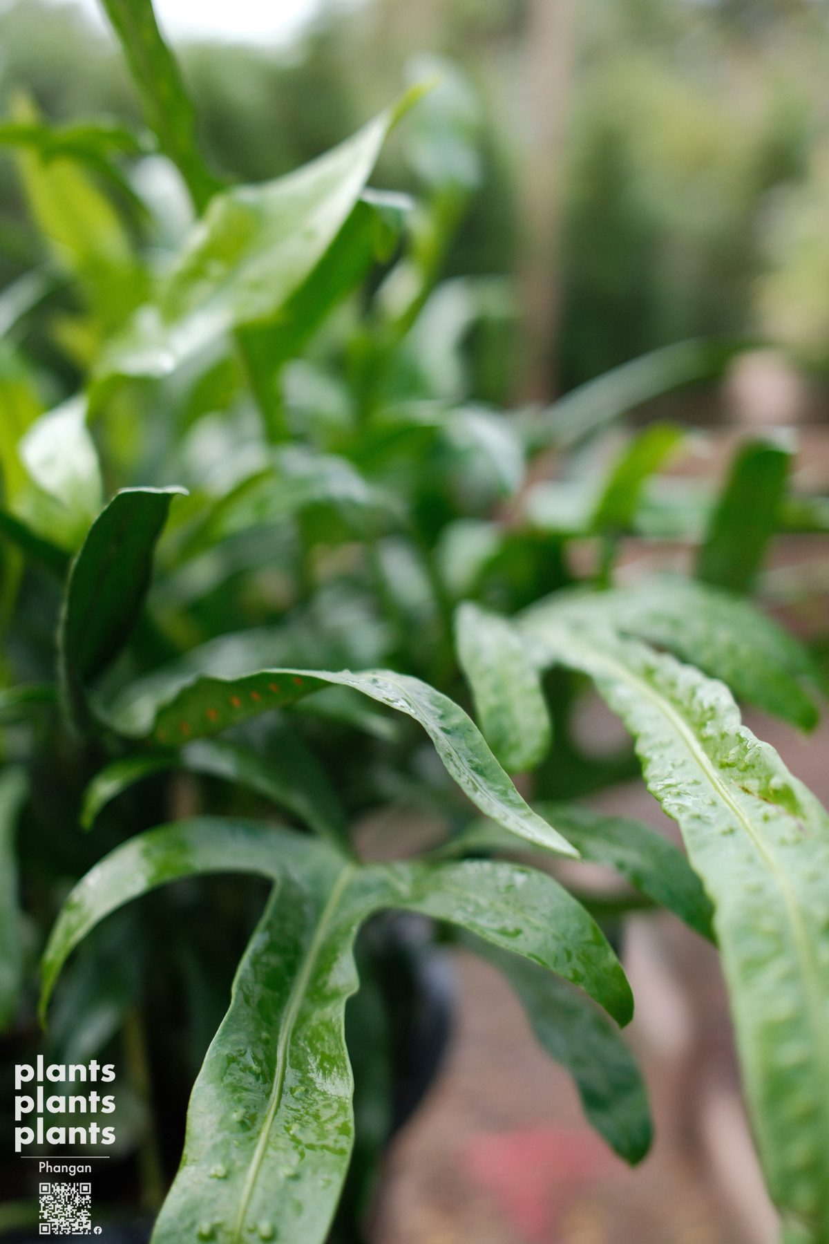 Hawaiian fern