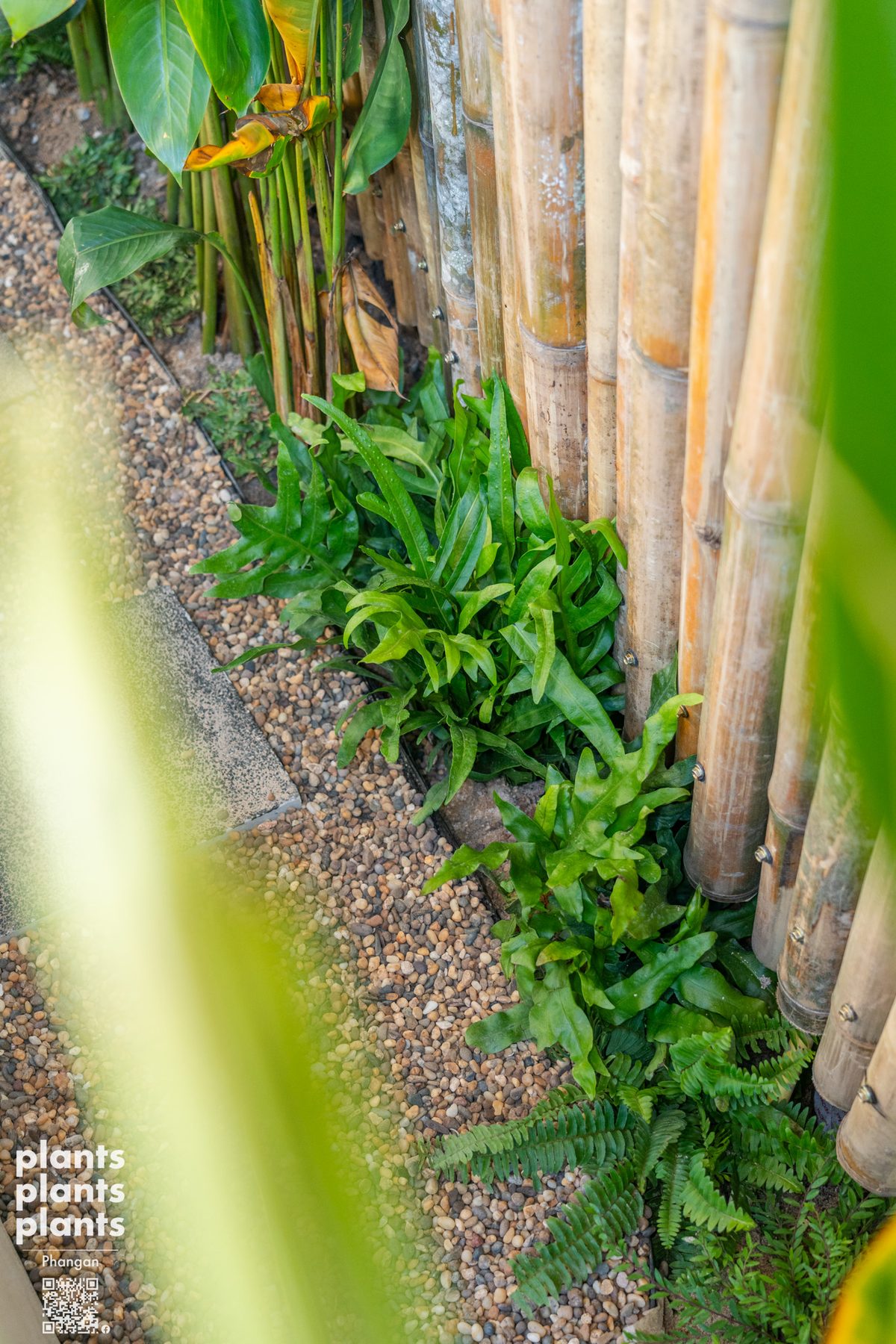 Hawaiian fern