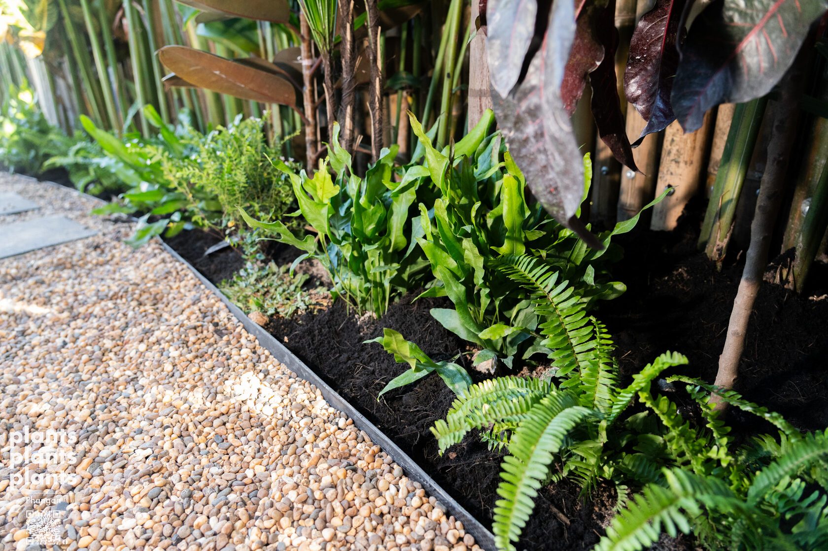 Hawaiian fern