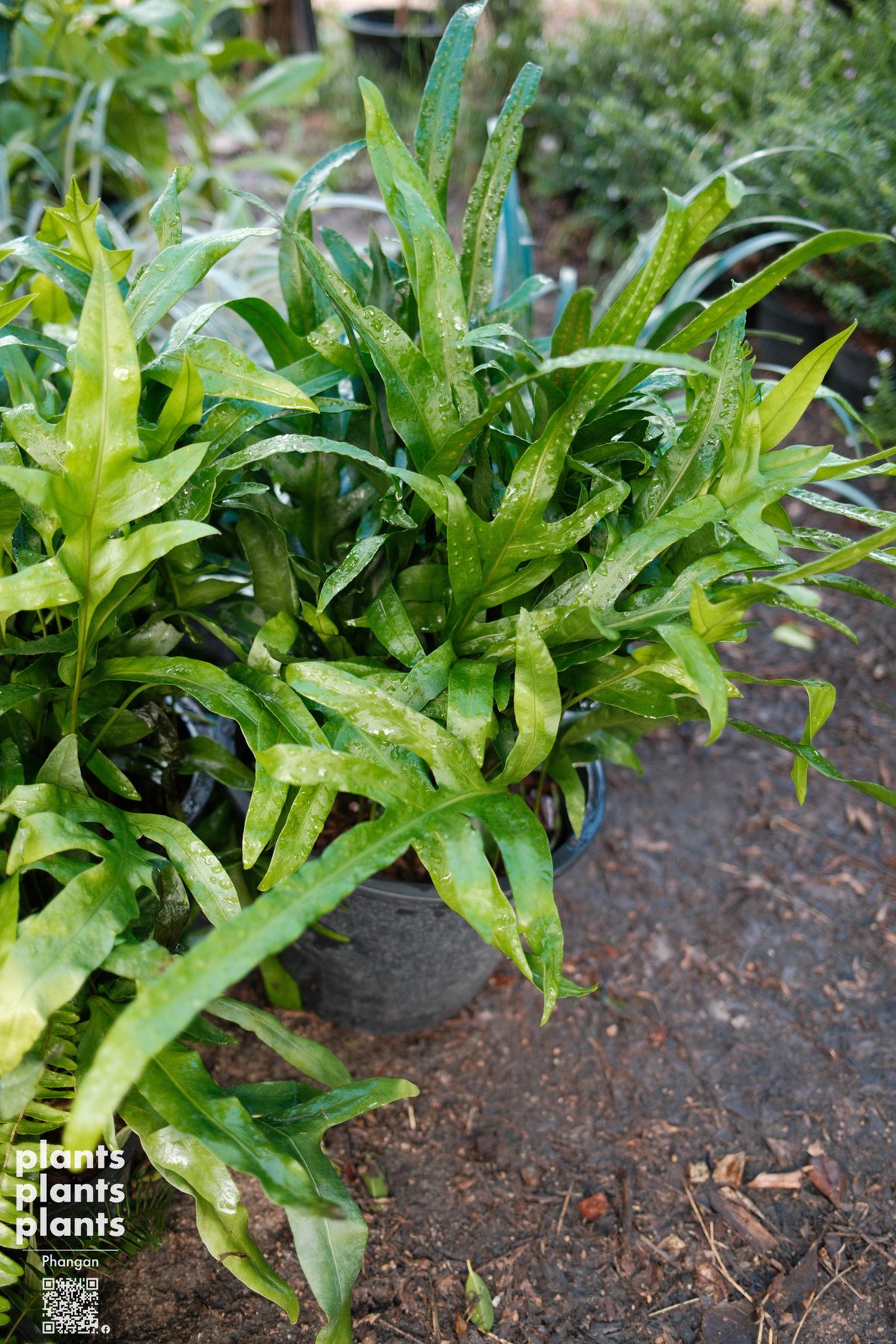 Hawaiian fern