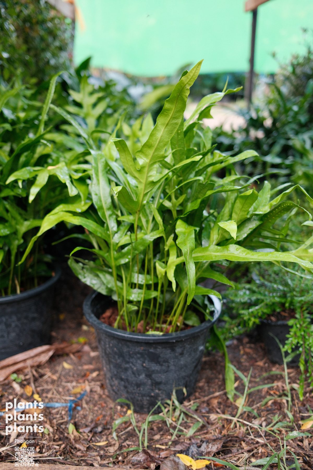 Hawaiian fern