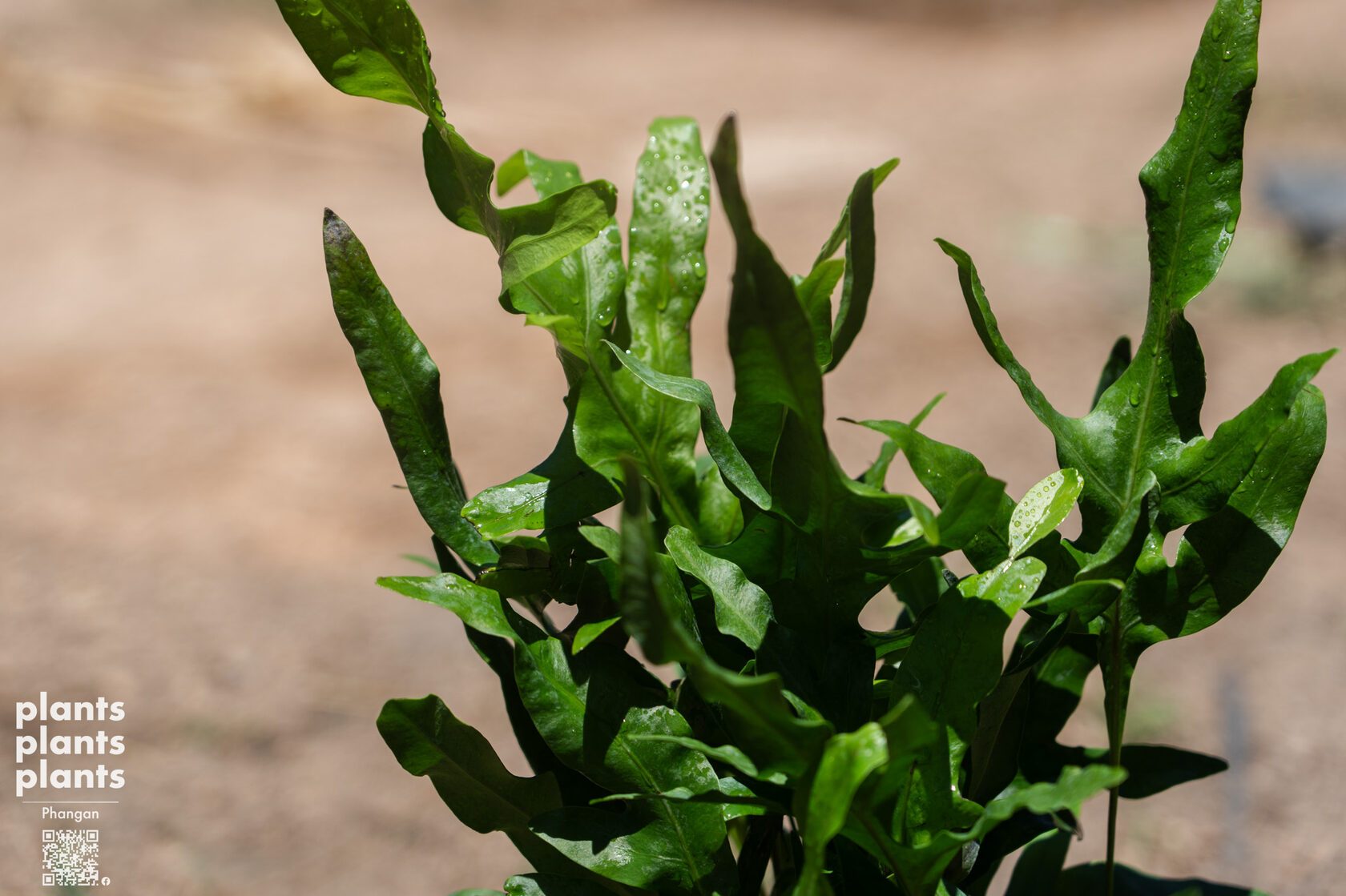 Hawaiian fern
