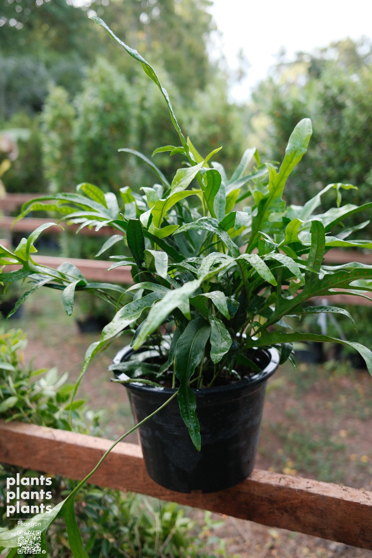 Hawaiian fern