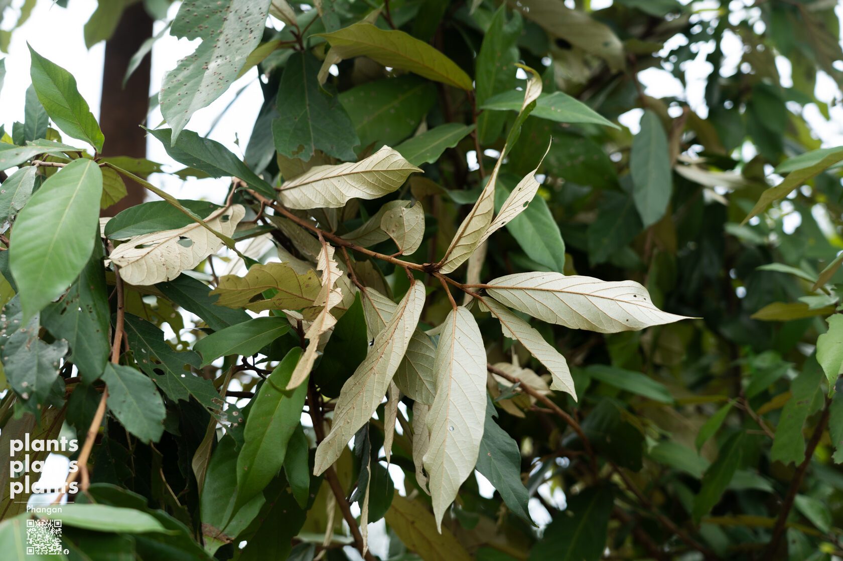 Heritiera Angustata Pierre