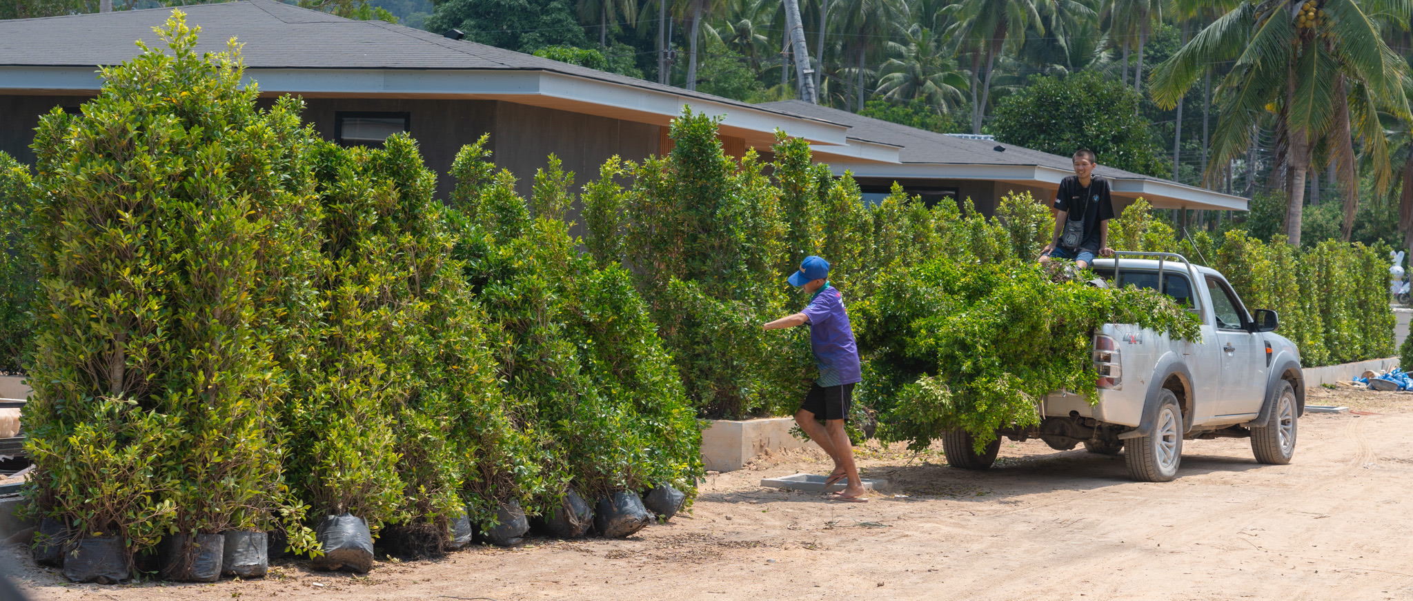 Landscaping on Koh Phangan
