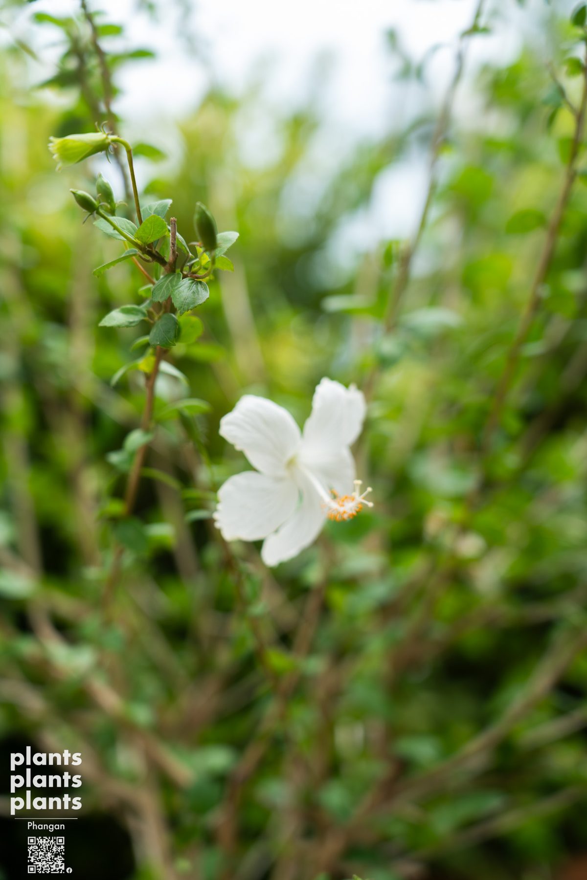 Hibiscus